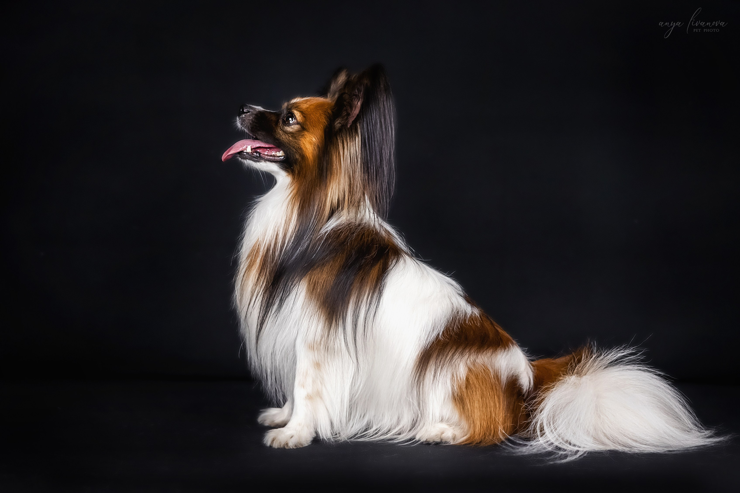 Террик. Фотограф анималист Аня Ливанова | Рыбинск