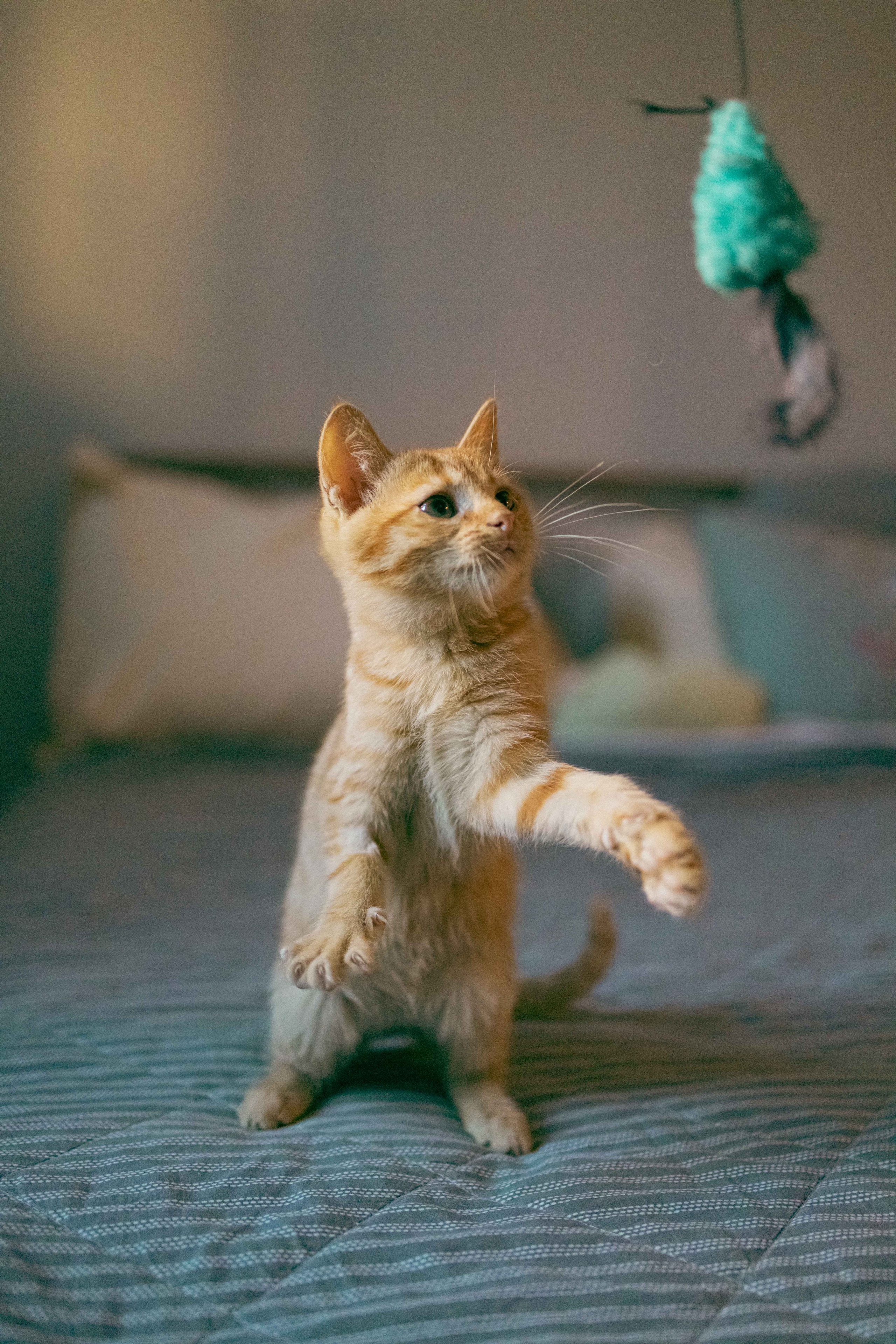 Кускус. Фотограф-анималист в Москве Лера Черноног