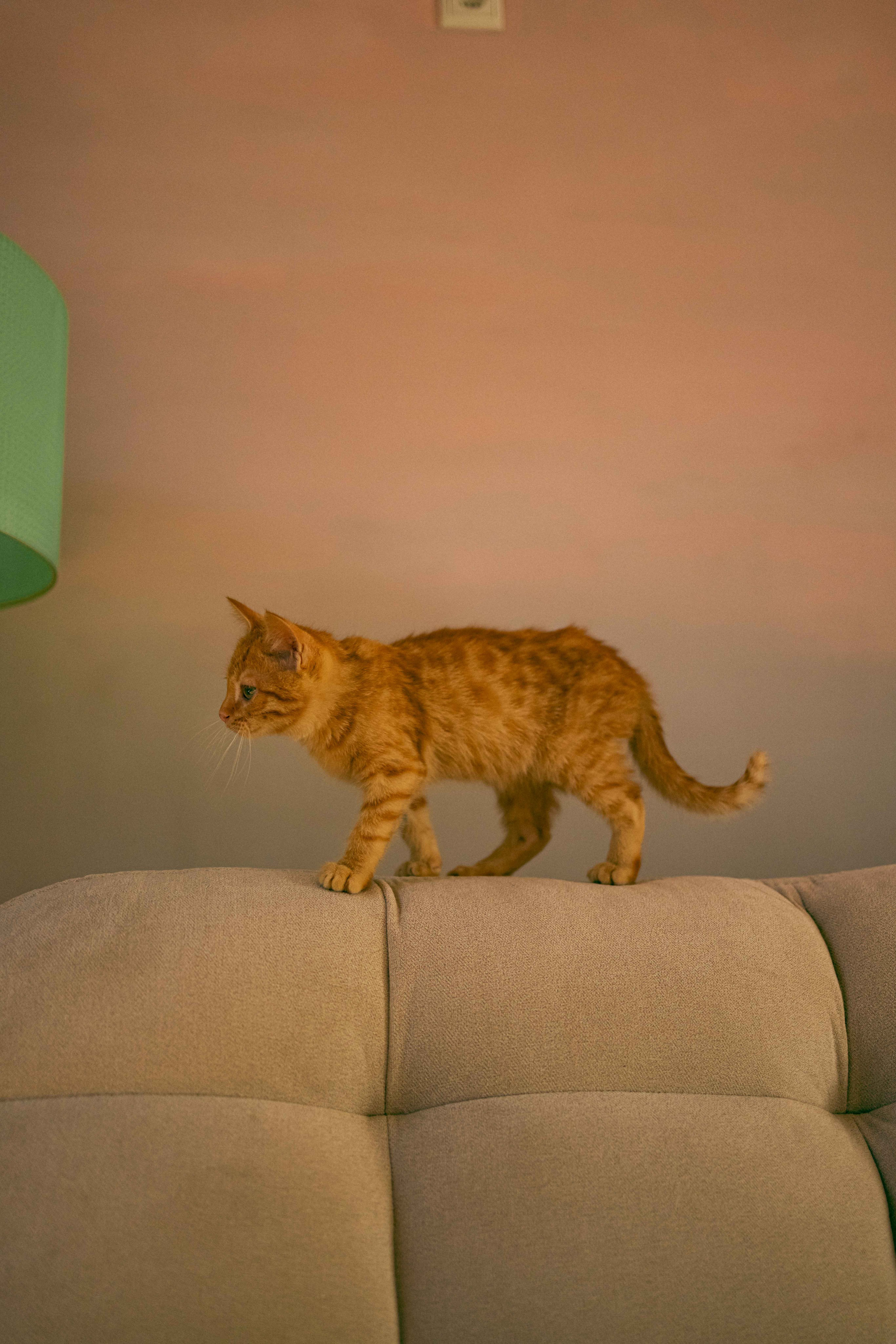 Кускус. Фотограф-анималист в Москве Лера Черноног