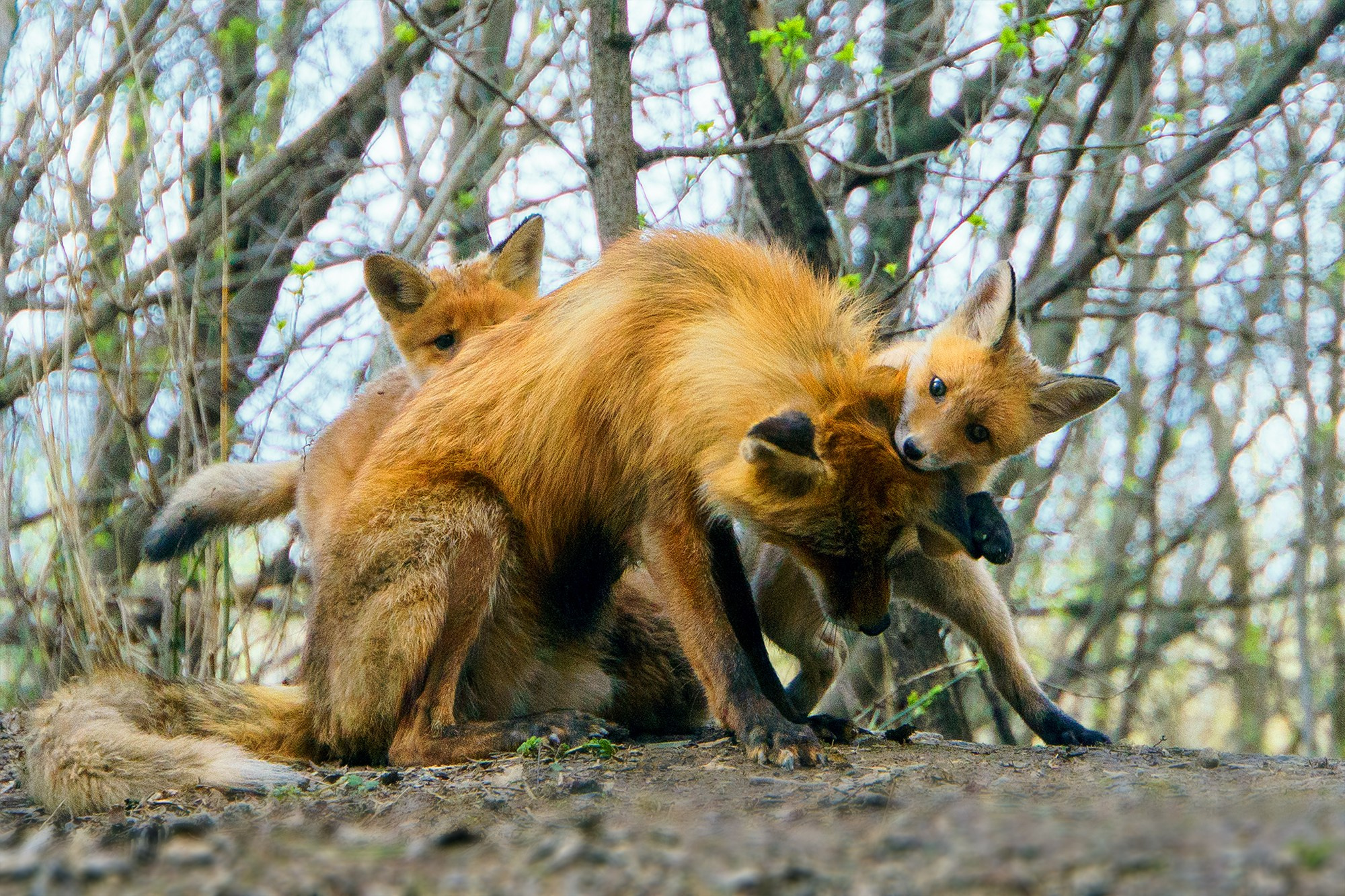 Животные. Ваш личный фотограф Марина Волкова