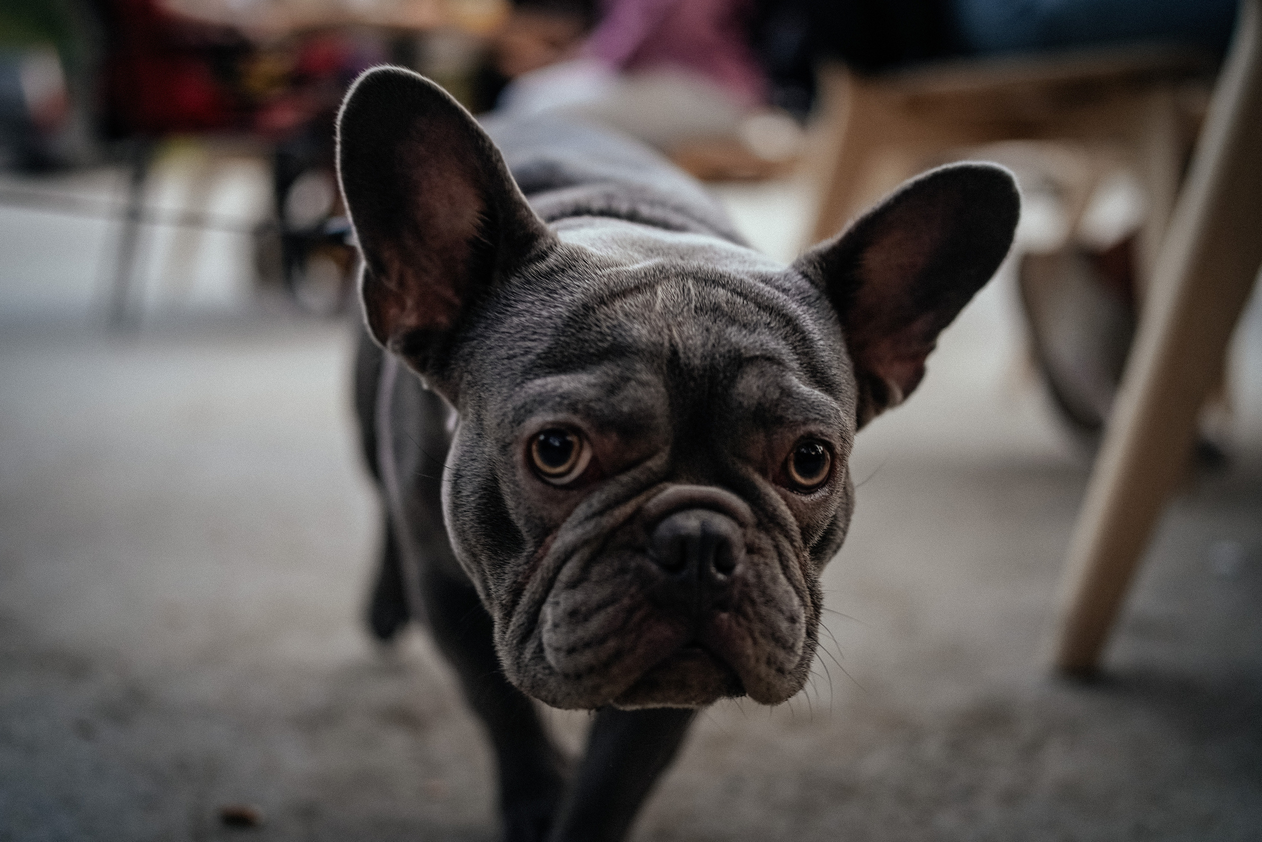 Тако-фест. Репортажный фотограф в Новосибирске. Алексей Гриценко