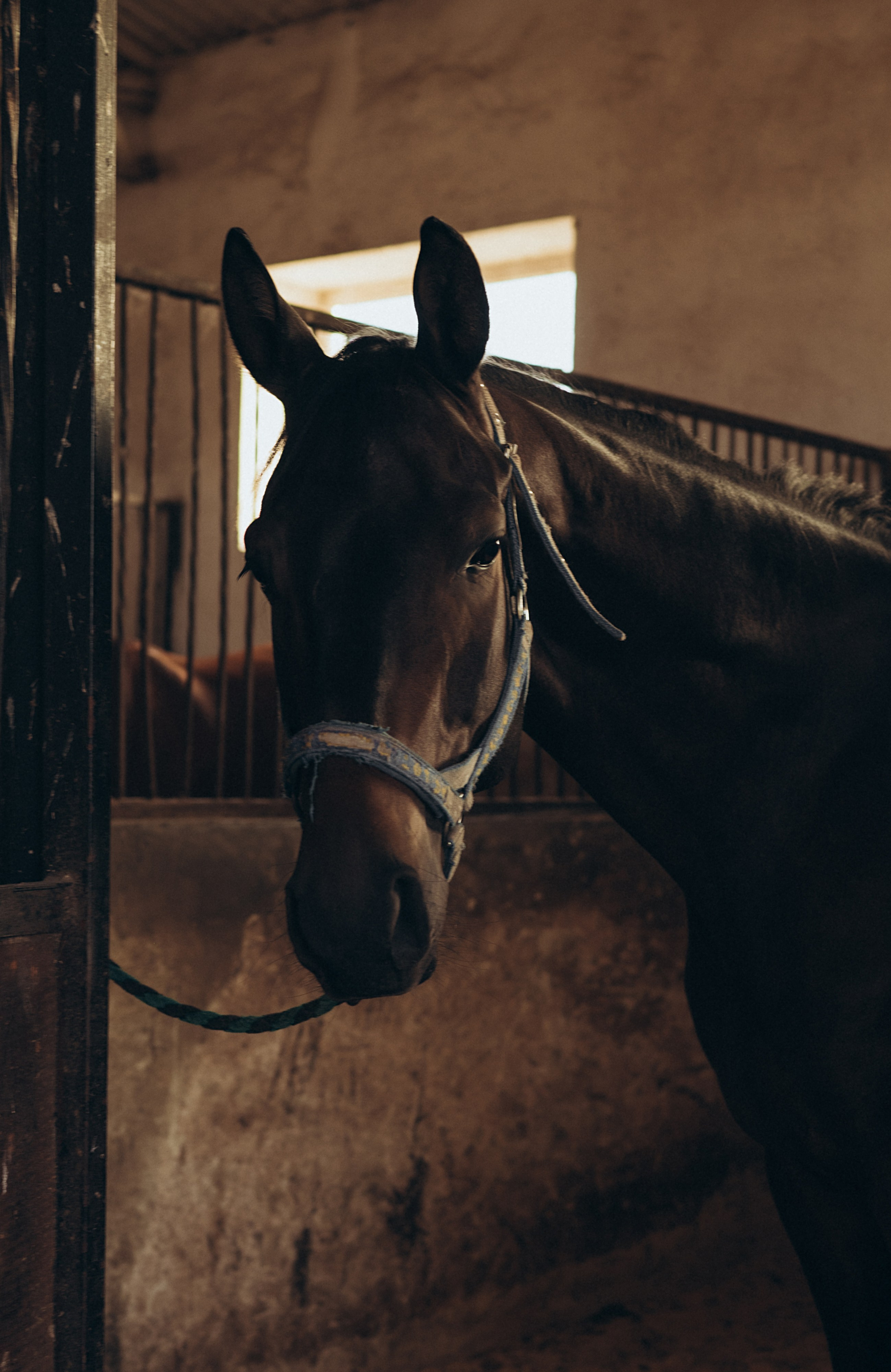 Anastasia. Семейный и детский фотограф в Белгороде Ольга Сорока