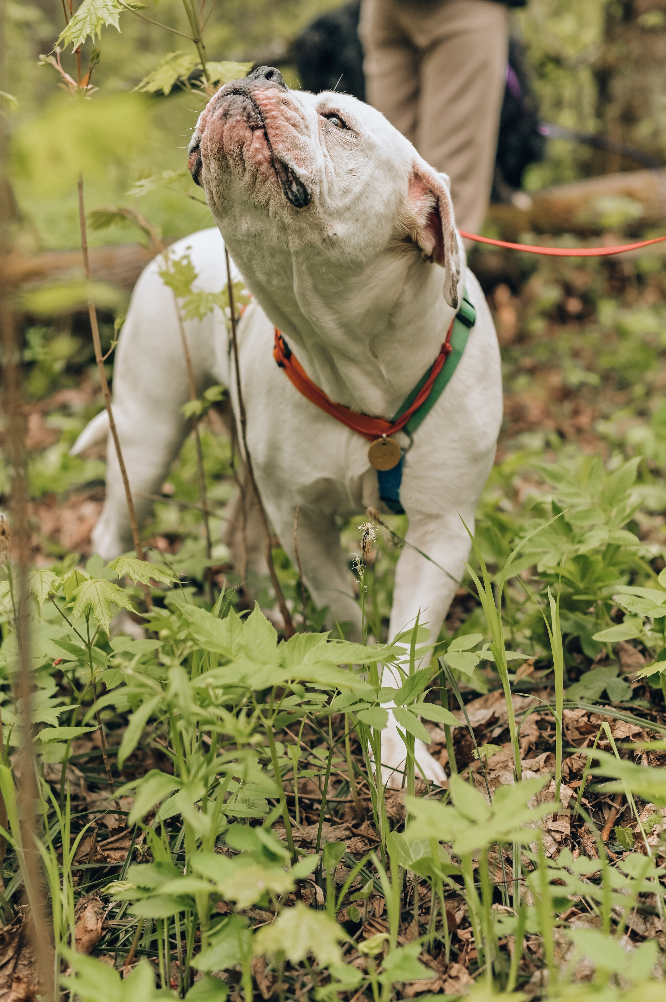 Занятие с кинологом. Семейный и репортажный фотограф в Москве Анастасия Трубкина