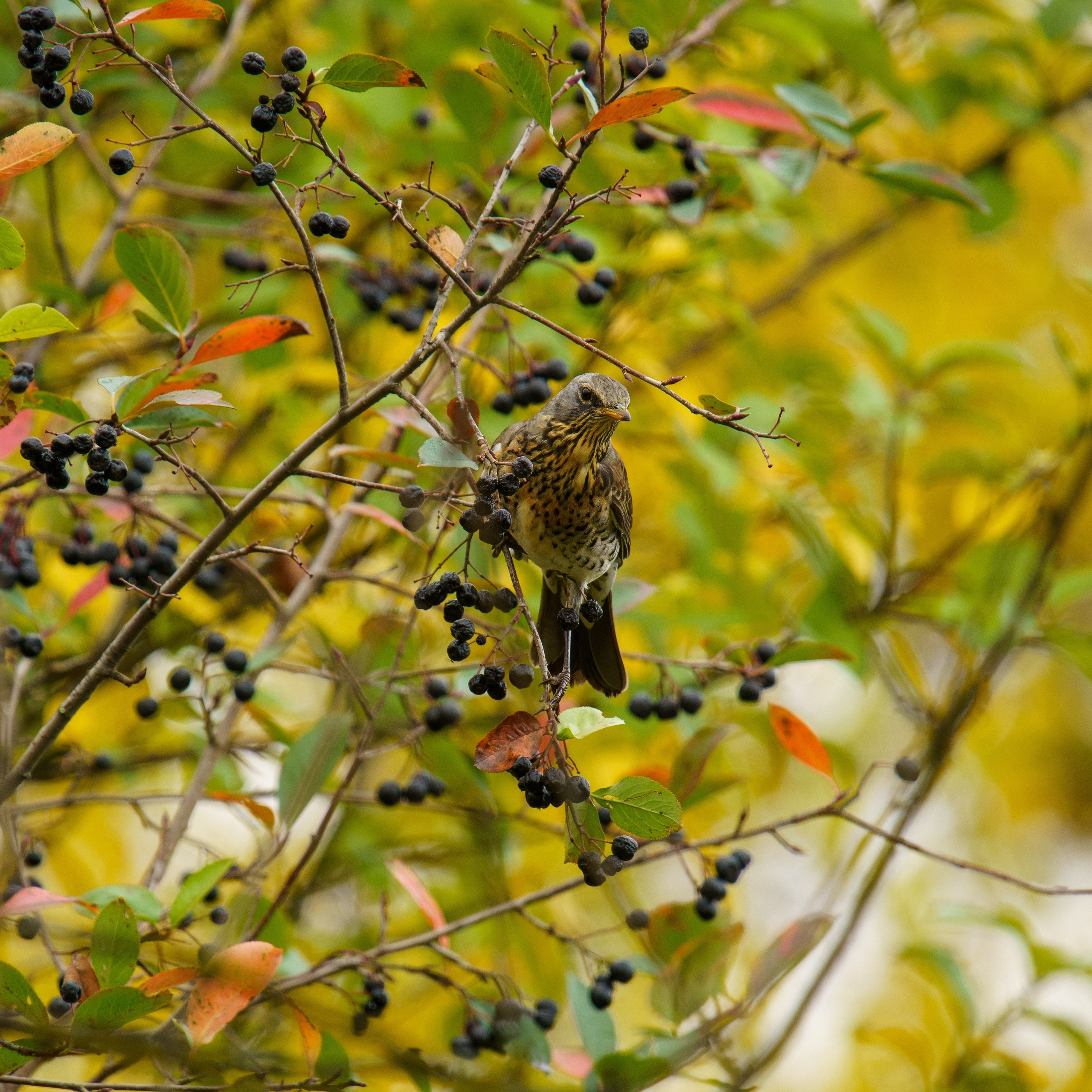 Animals — Животные