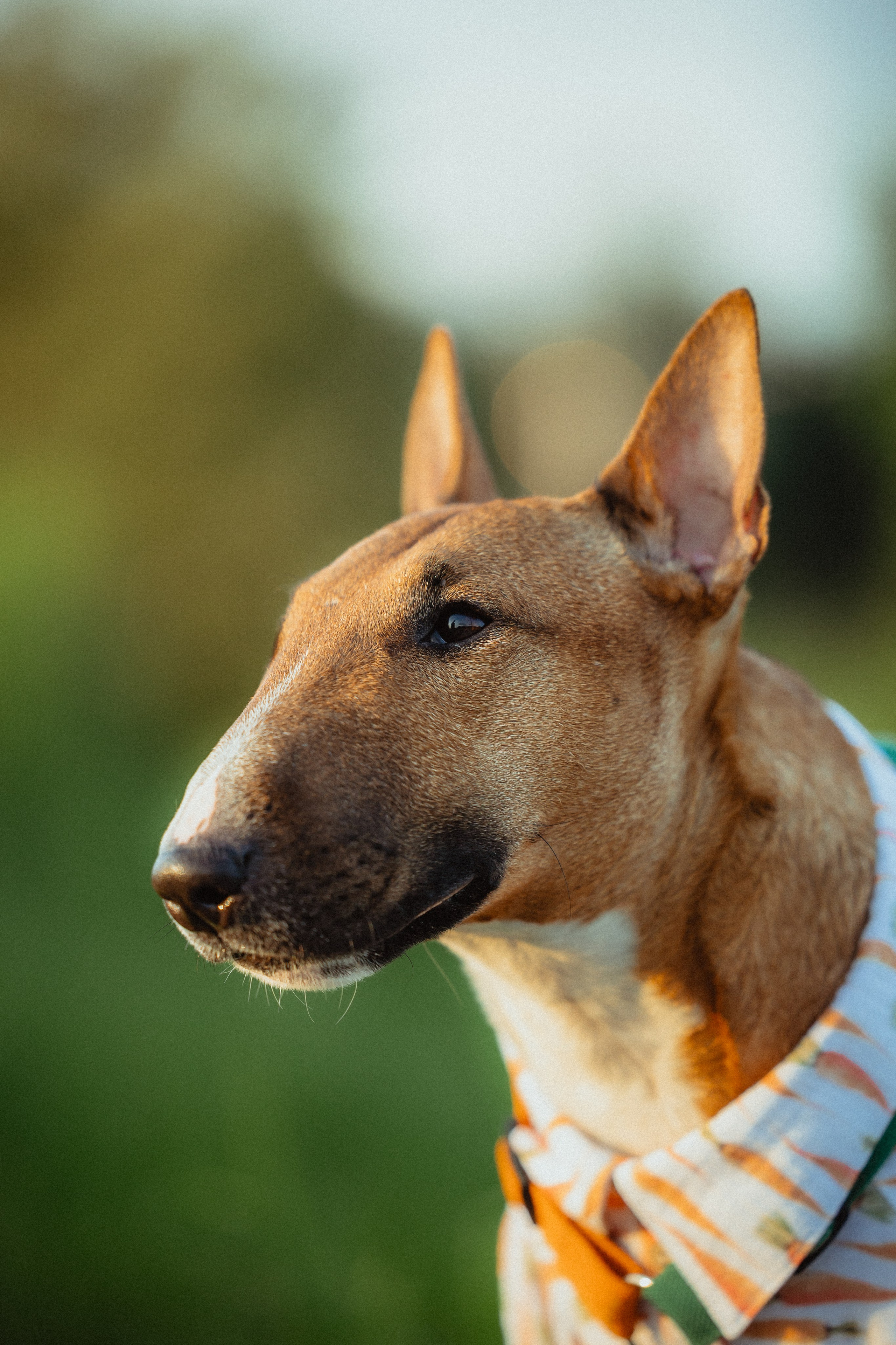 Выездной дог-тренинг от школы «Шерсть имею»