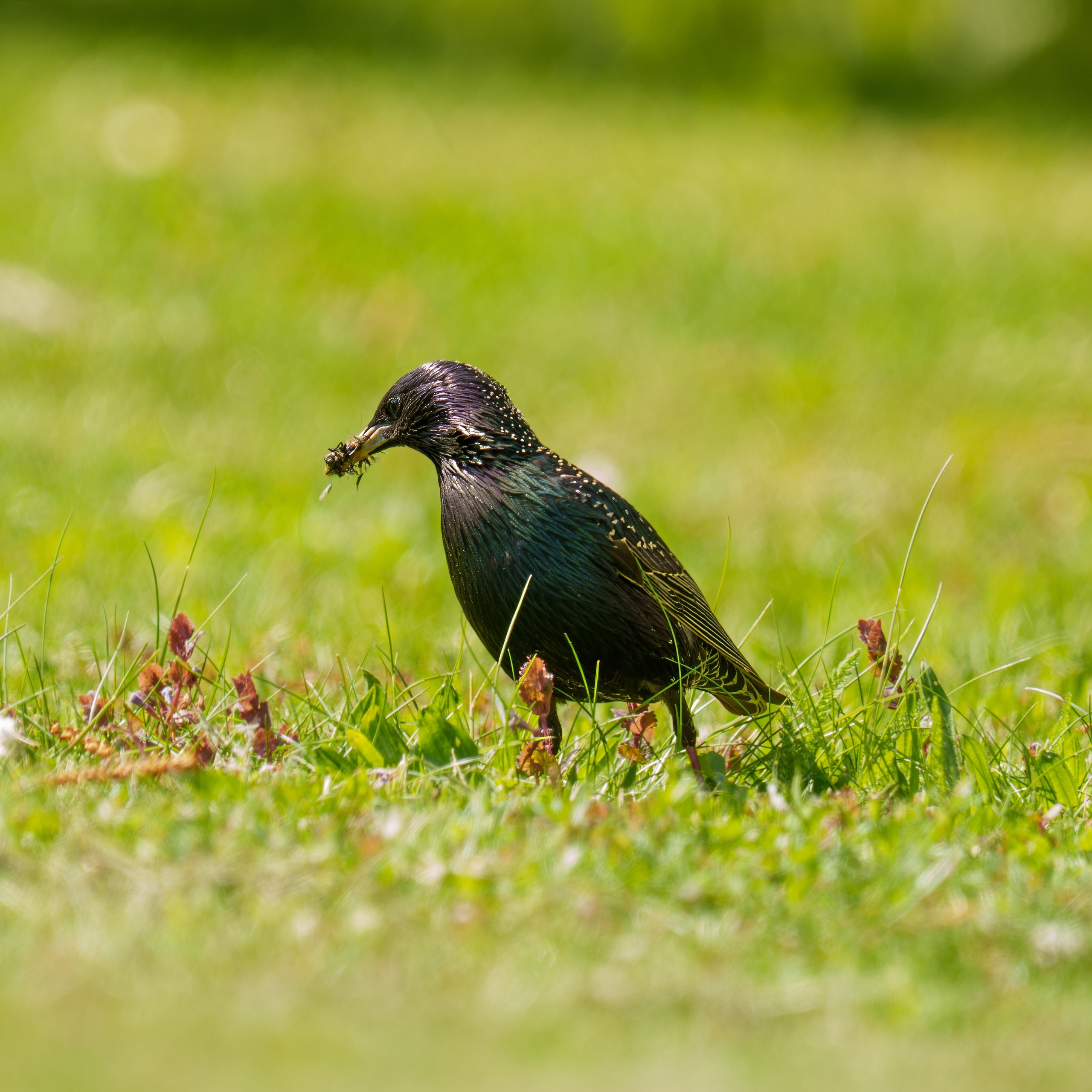 Animals — Животные