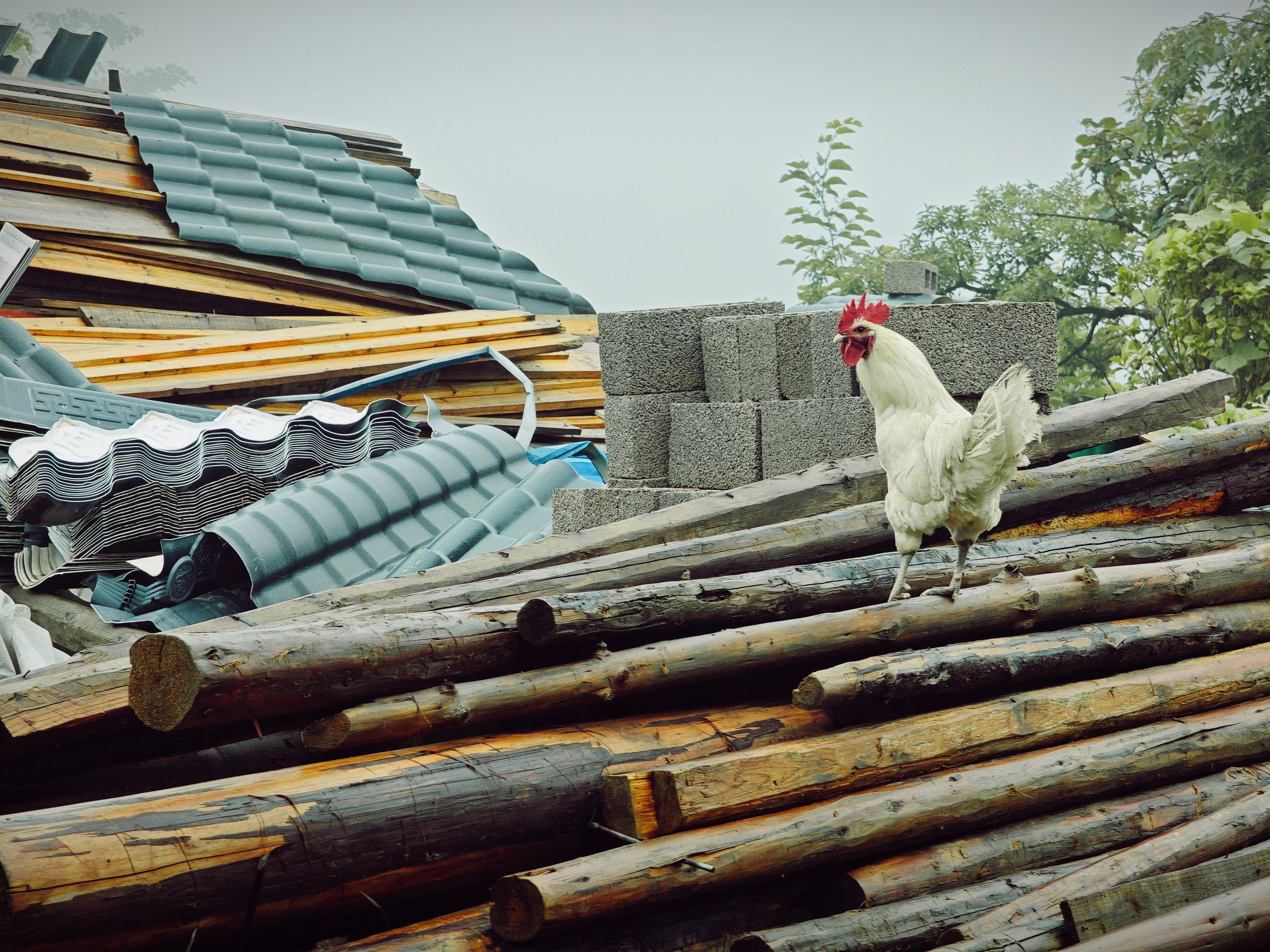 The Great Journey to China. Brjankin.com