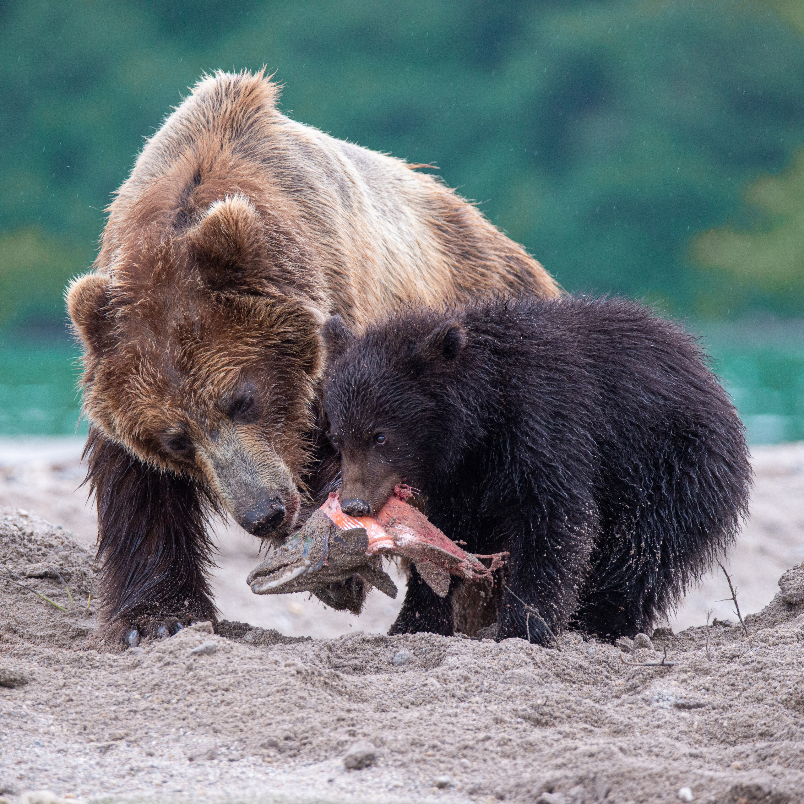 Камчатка — земля медведей. Игорь Иванко — Репортажный и событийный фотограф. Москва