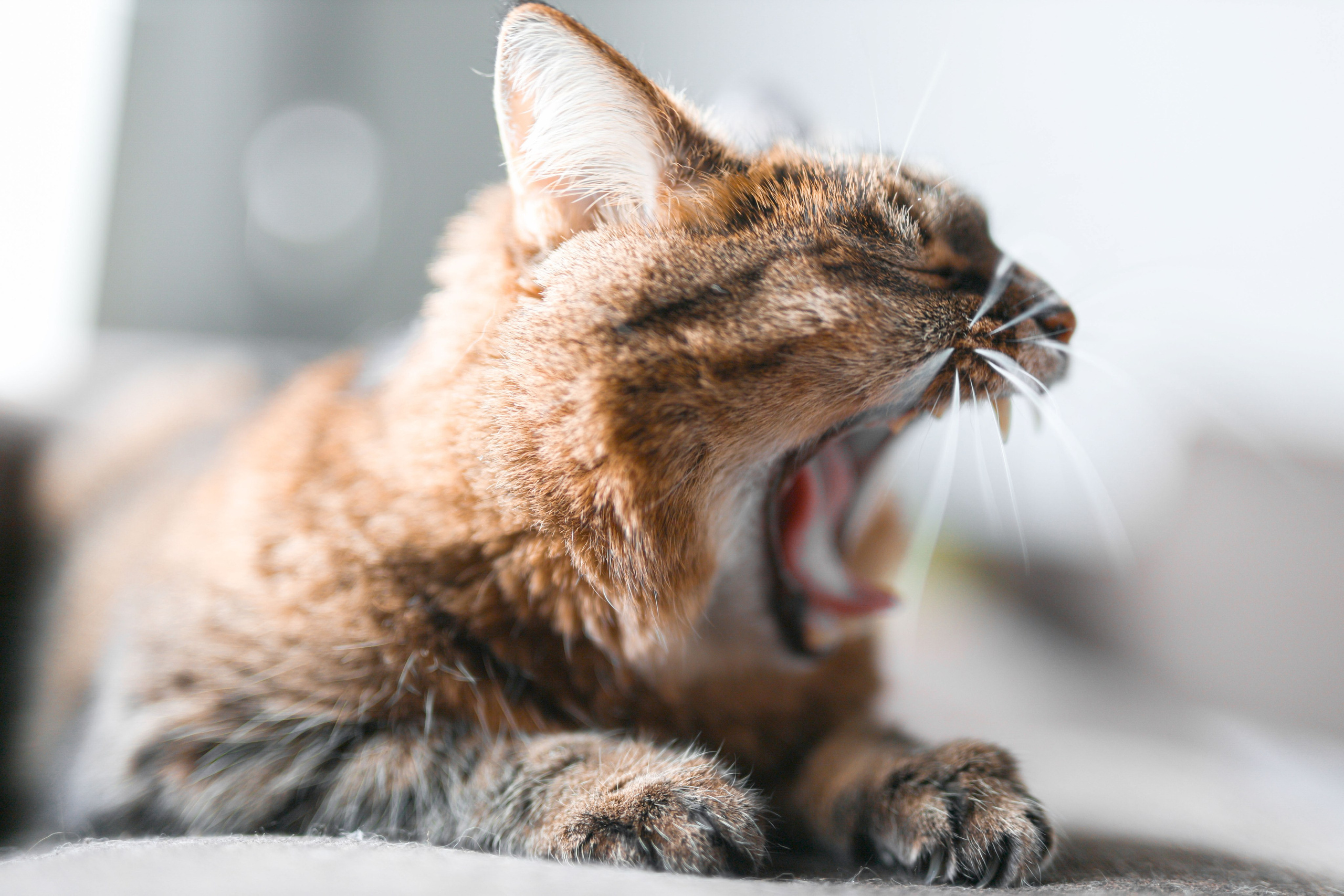 Фотограф Максим Татаринов