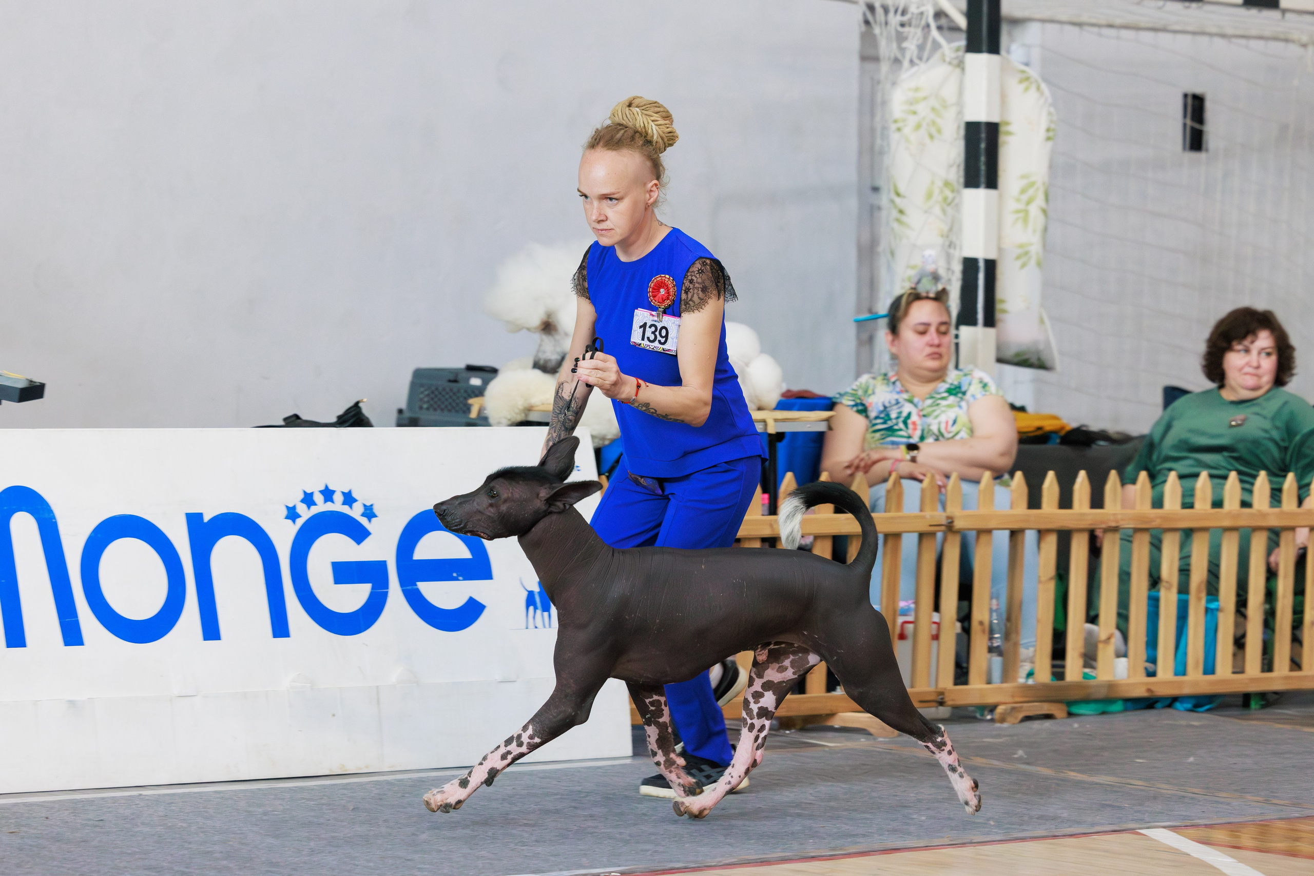 Ереван 2х CACIB 29-30.04.2025. Фотограф-анималист Юлия Германика