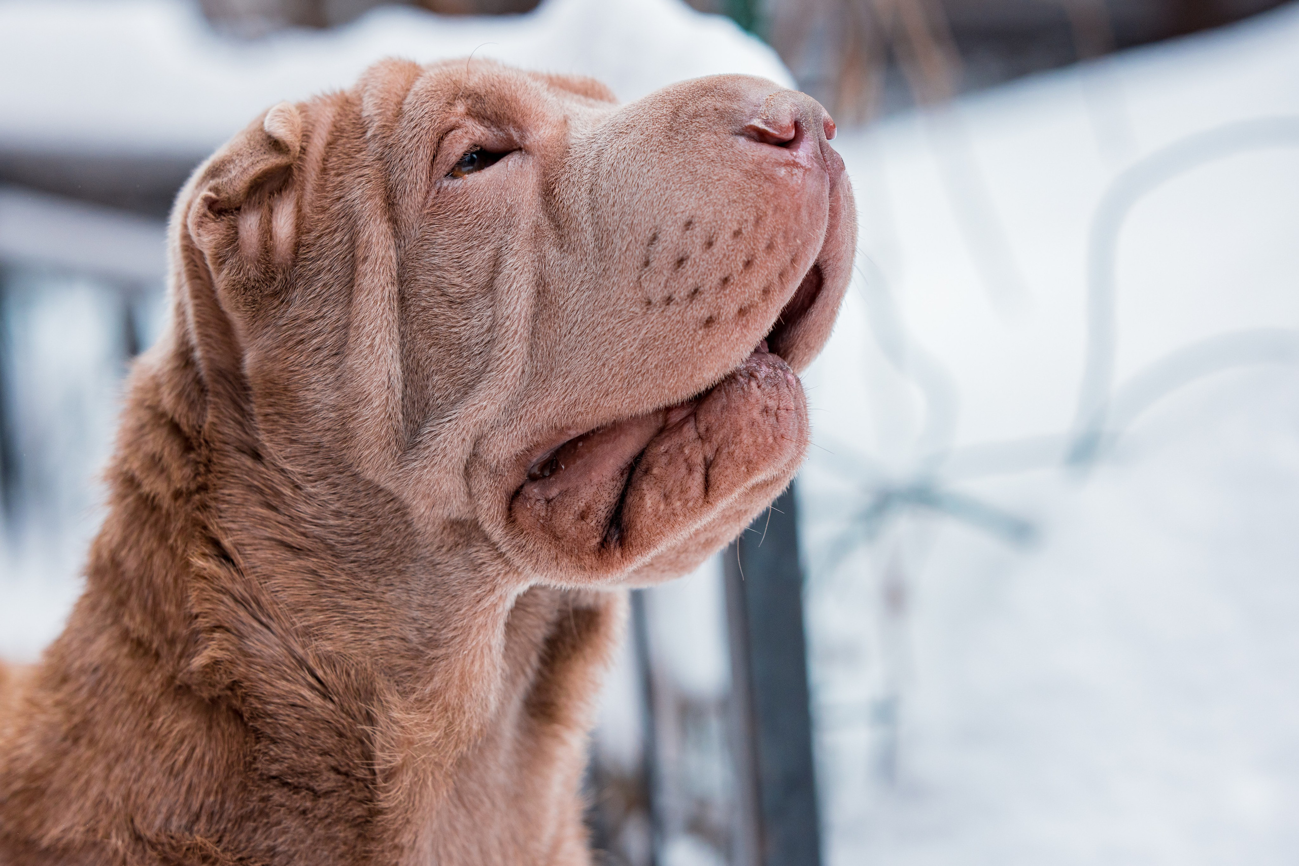 В гостях у шарпеев 16.01.2024. Фотограф-анималист Юлия Германика