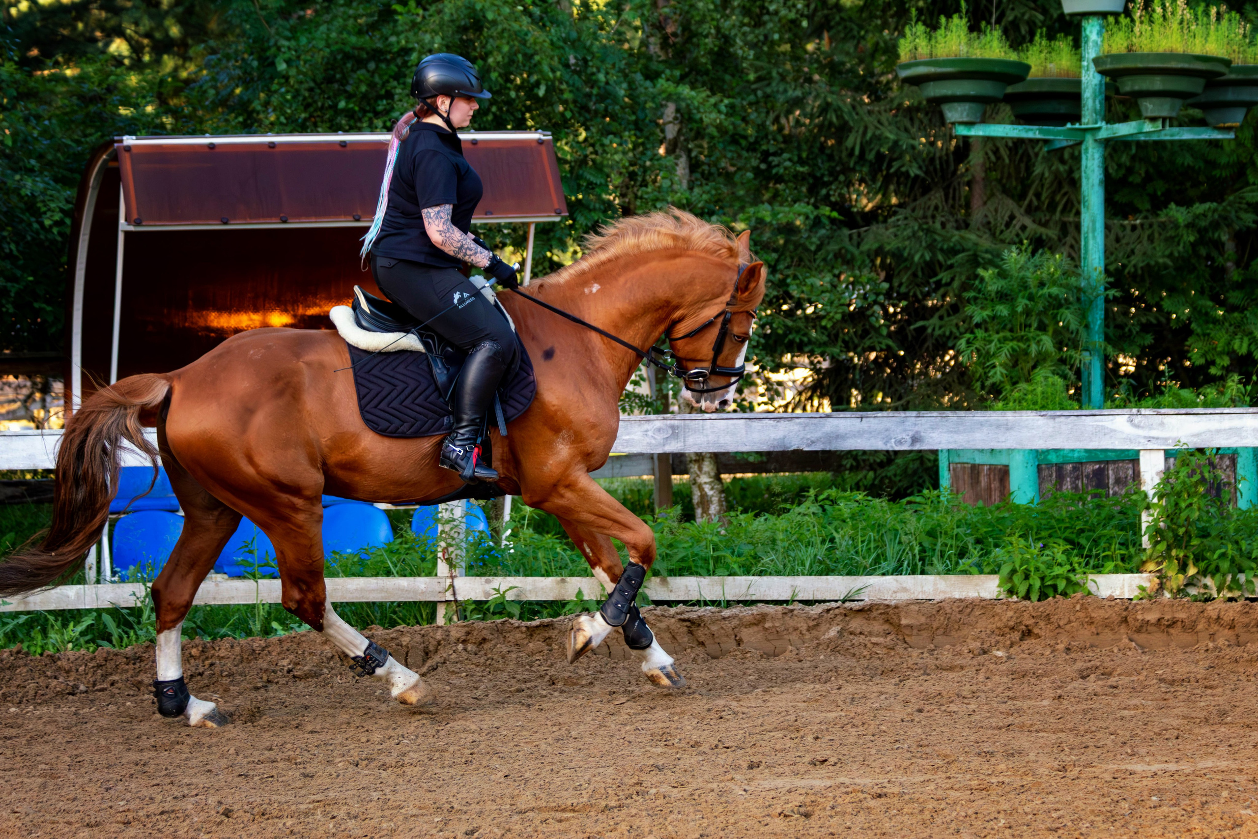 Таисия и Камелот. Фотограф анималист — Тула, Москва