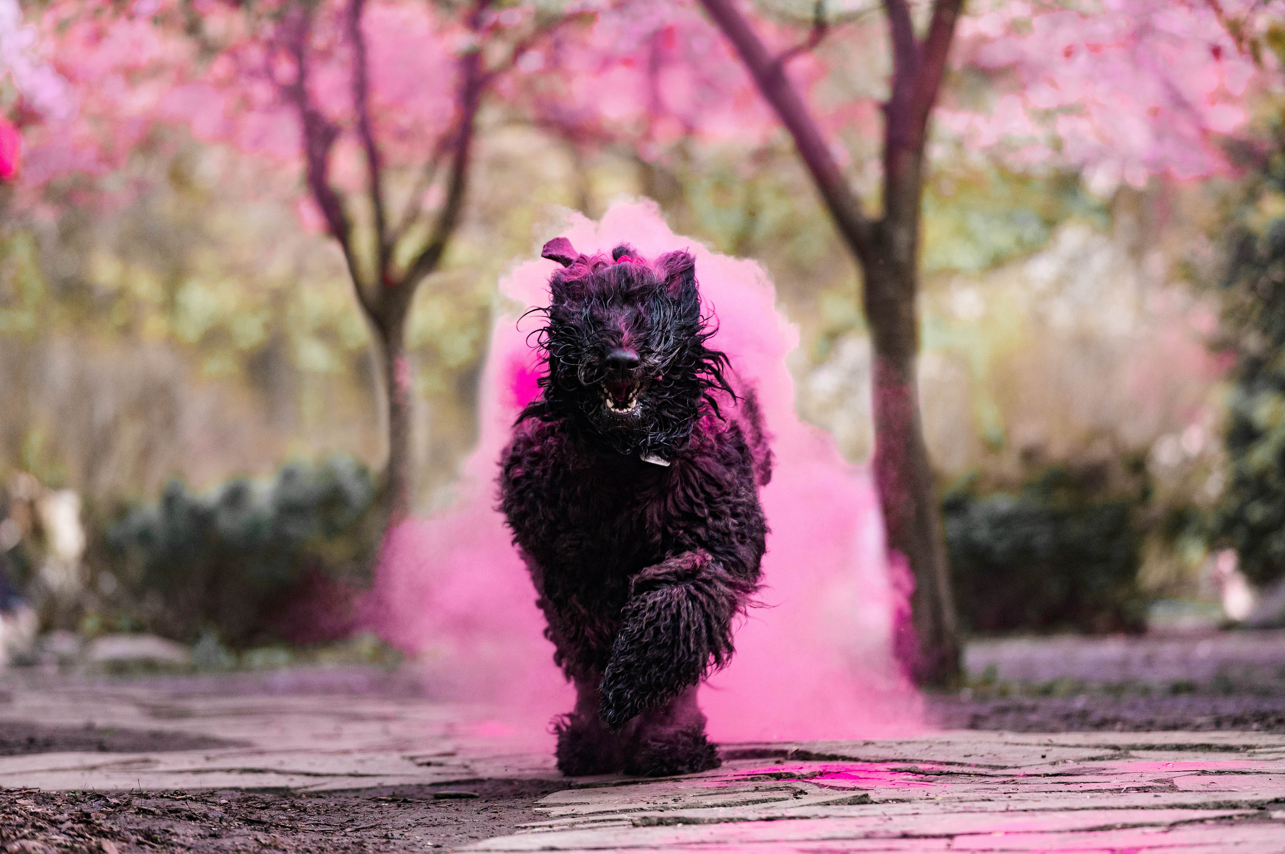 Черныши, сакура и краски холи. Фотограф-анималист