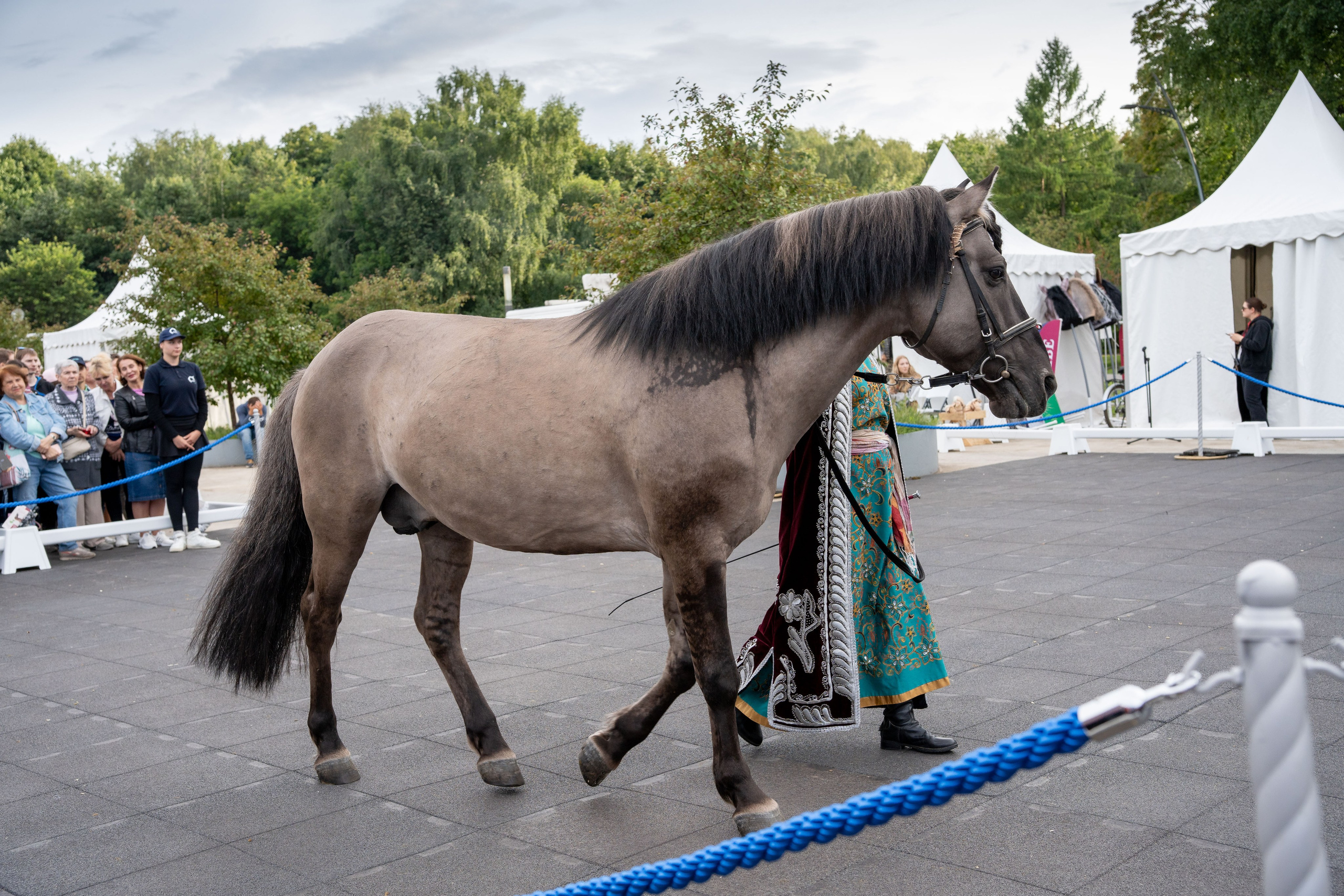 Животные. Фото, видео, монтаж