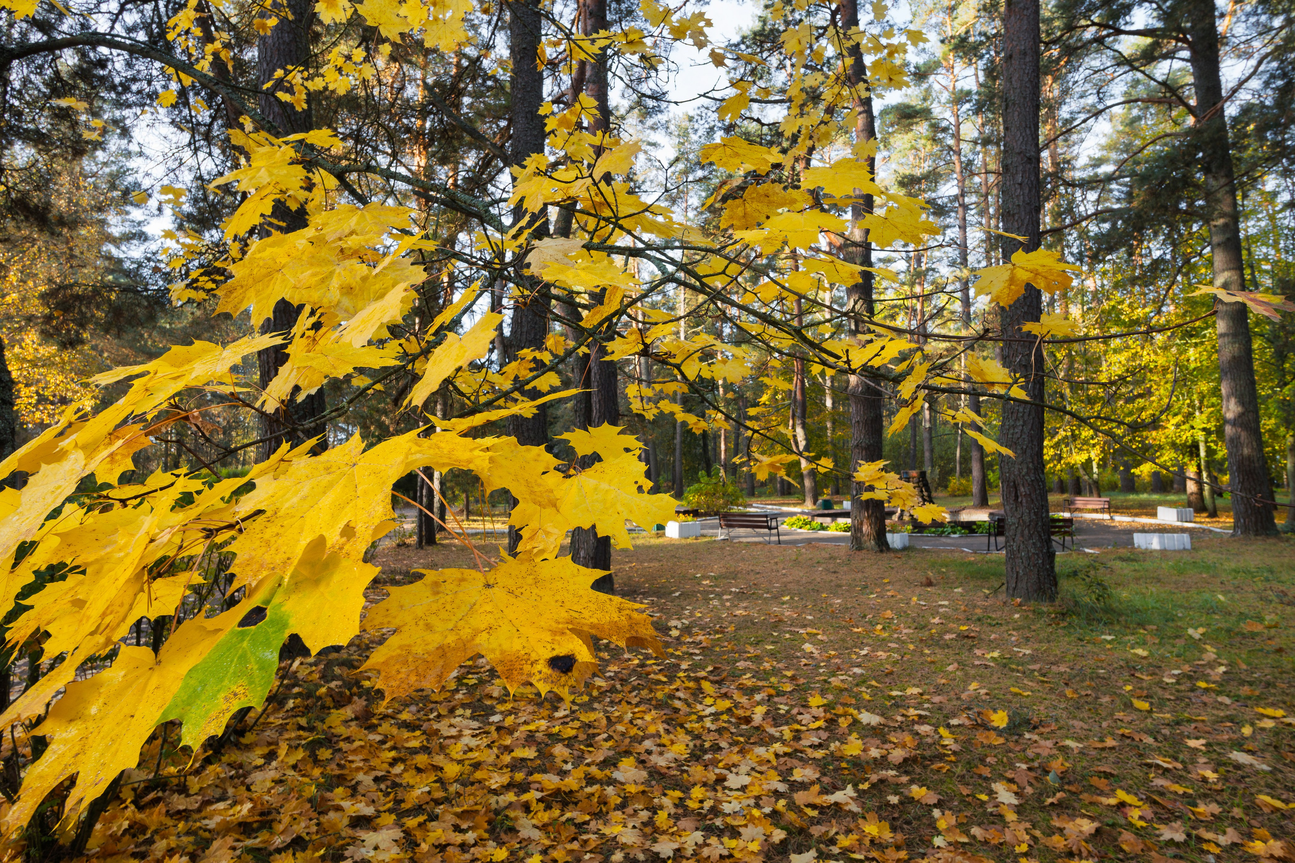 Голубые озера, Псковская область. Октябрь 2024. Фотограф Никифоров-Гордеев Сергей. Москва и МО