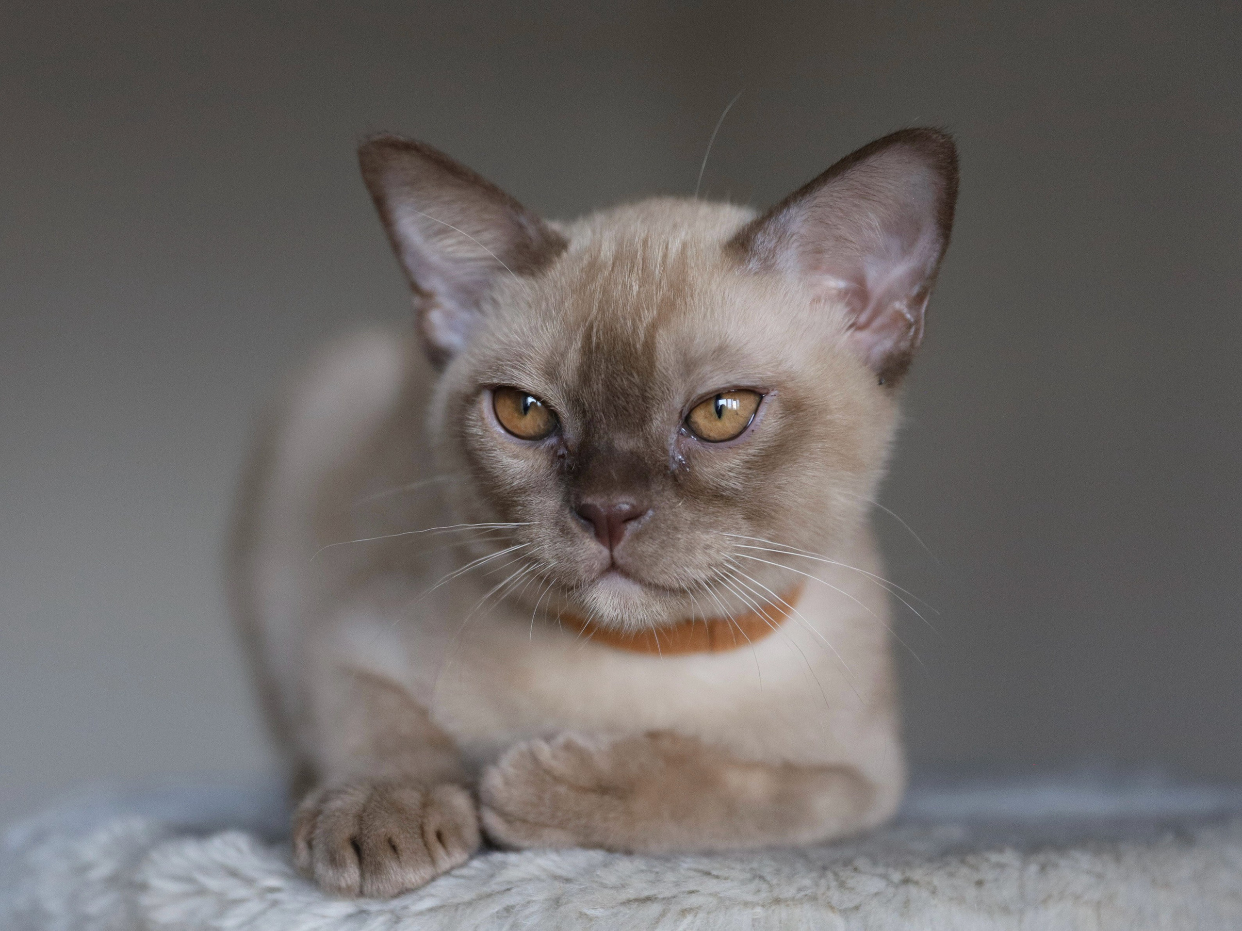 Casper. Питомник «Bouncy Life»