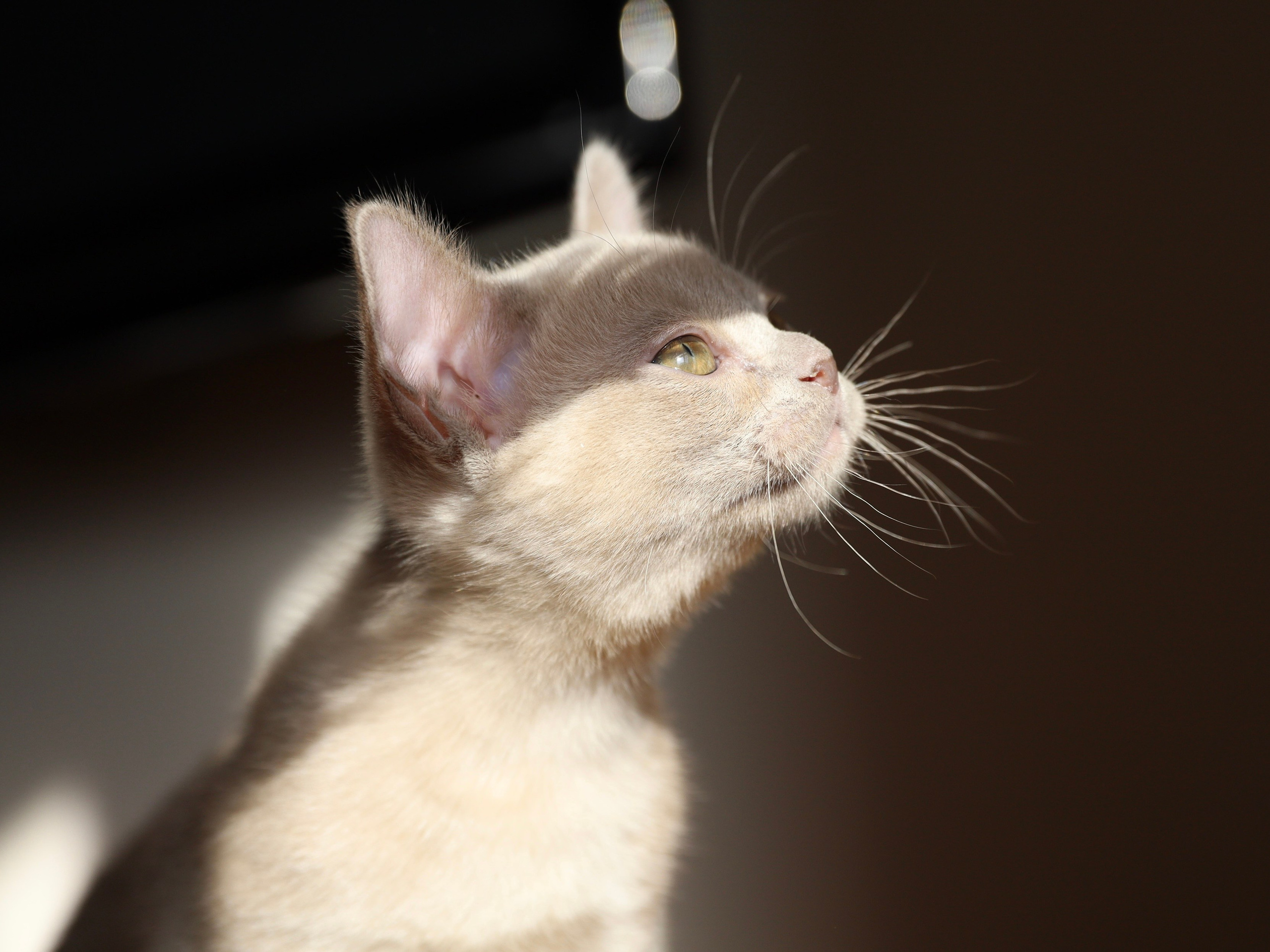 В. Cash. Cattery “Bouncy Life”