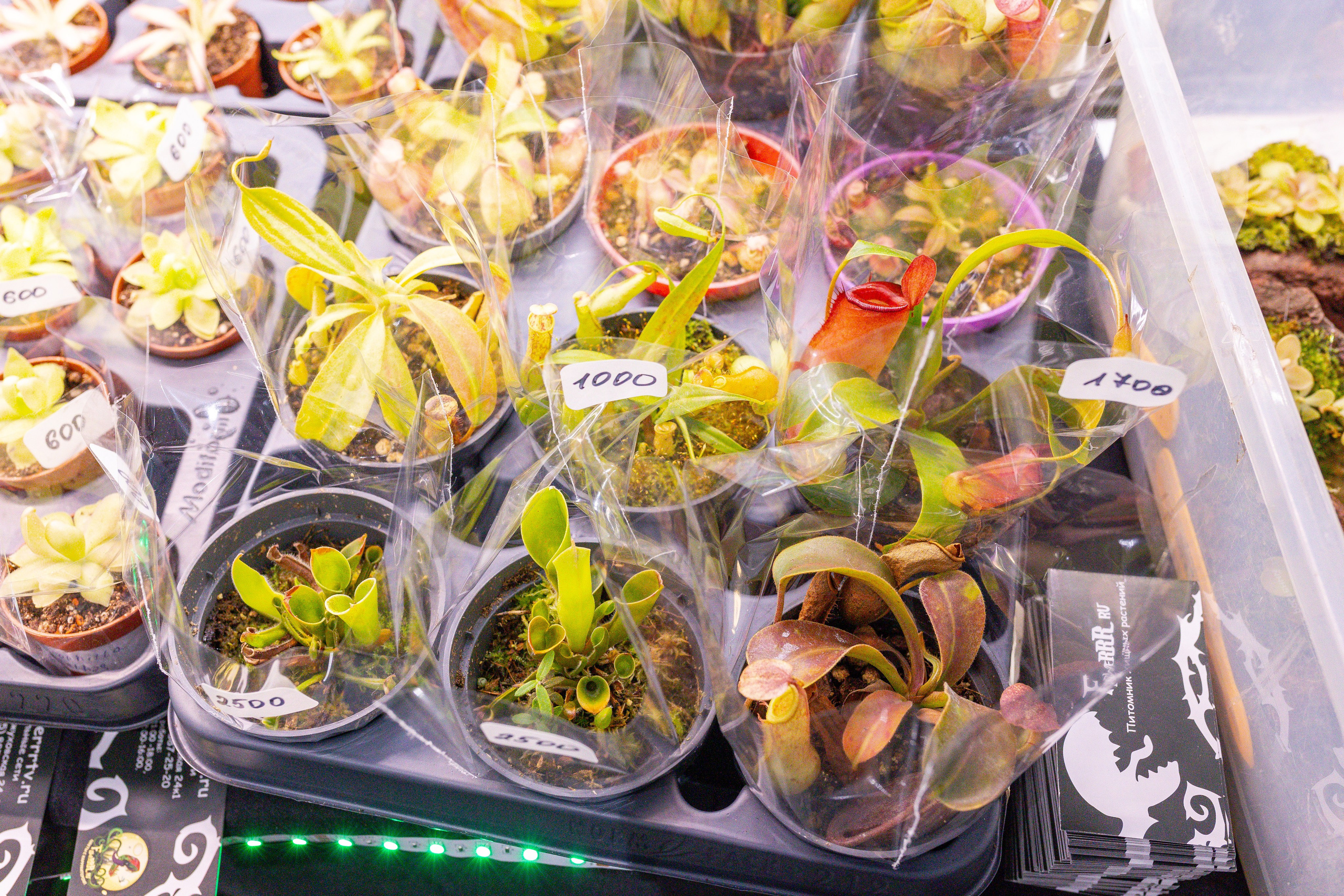 Монстериум 11–12 октября. Александра Куликова фотограф, Москва