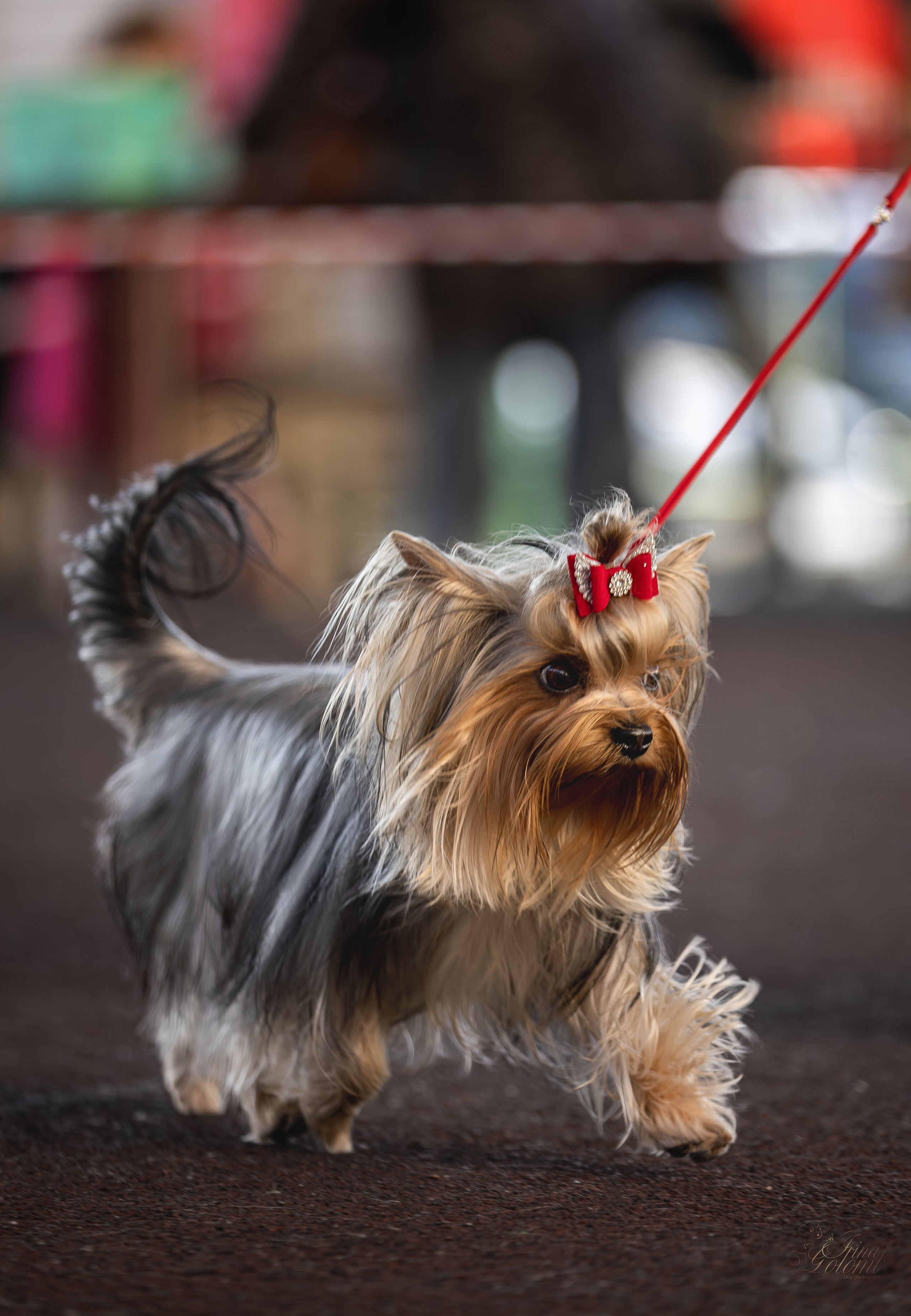 Выставка 25.02.2024. Ирина Голомб|Фотограф-анималист в  Сочи и Калининграде