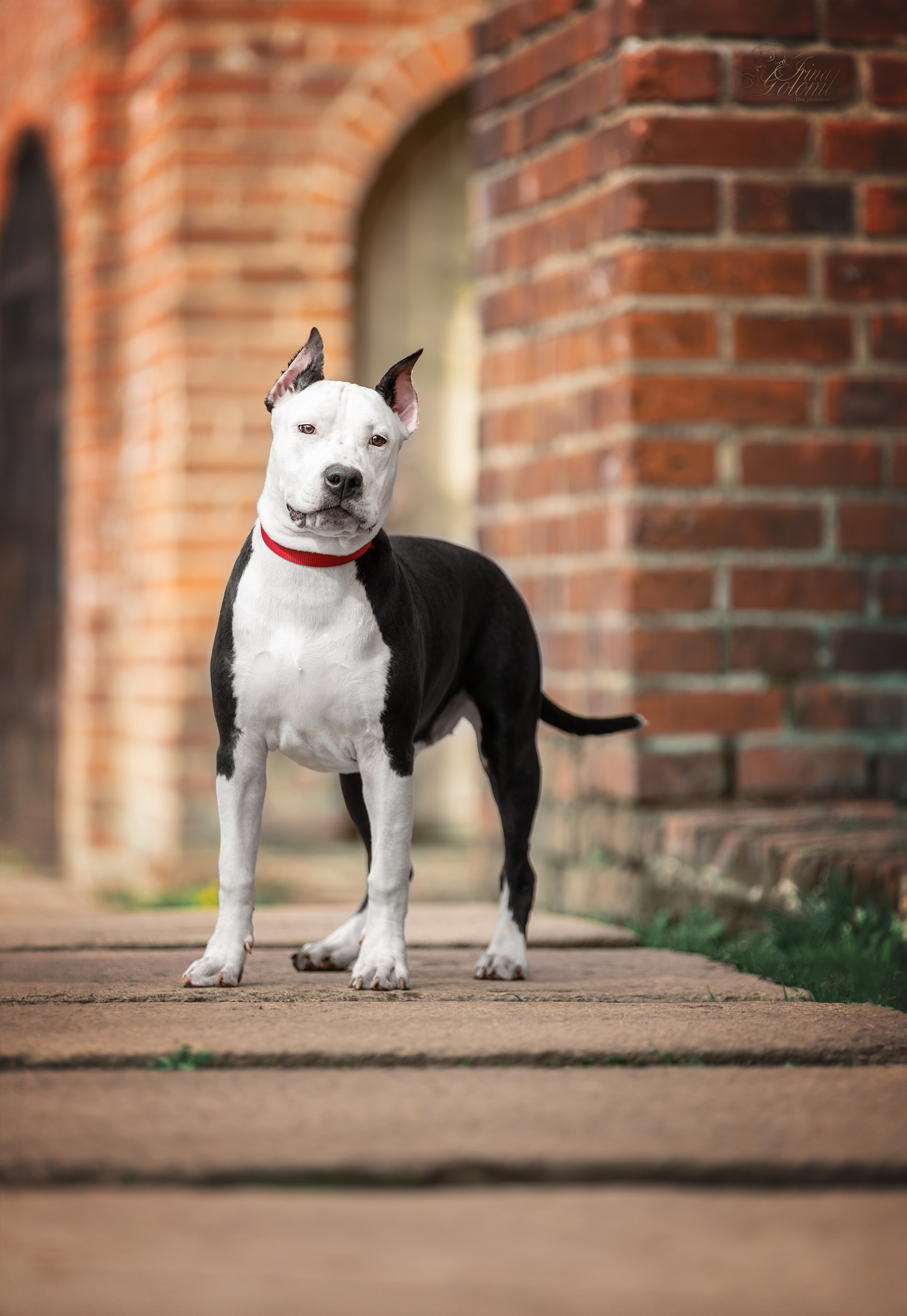 Афина и Мора, Стаффорды. Ирина Голомб|Фотограф-анималист в  Сочи и Калининграде