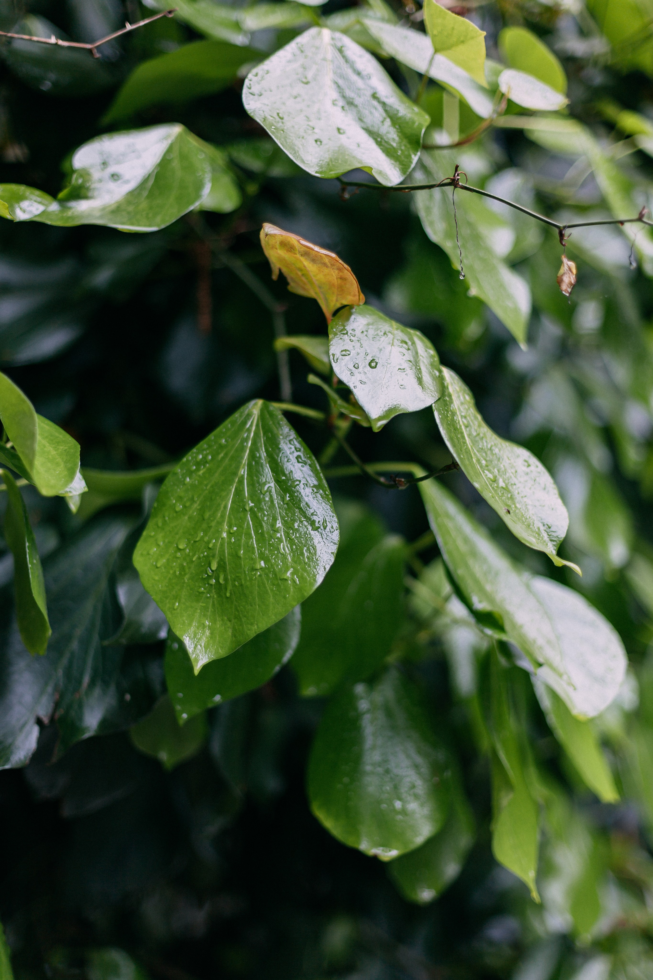 Сочи. Аня Степанова