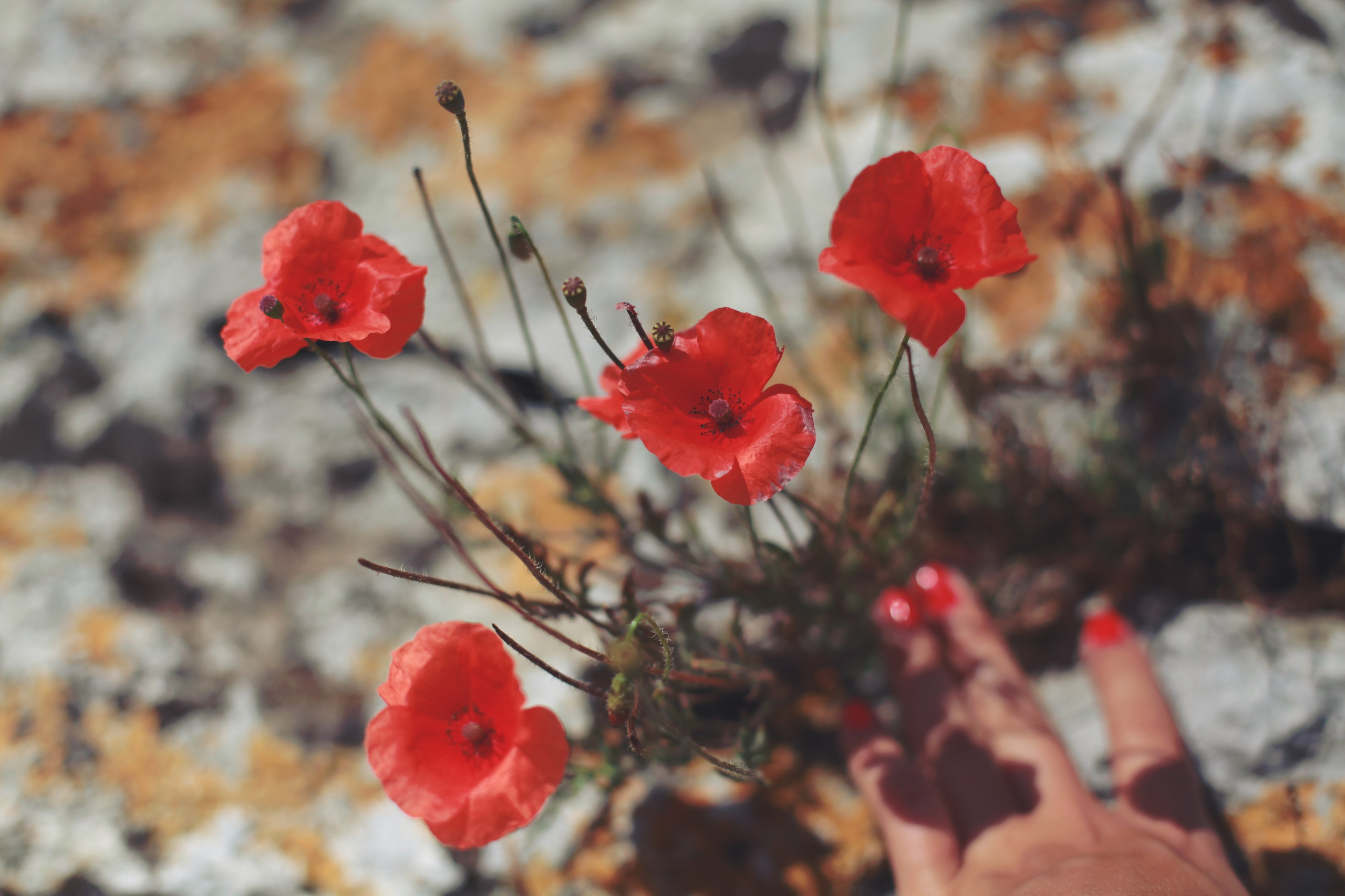 Болгария. Аня Степанова