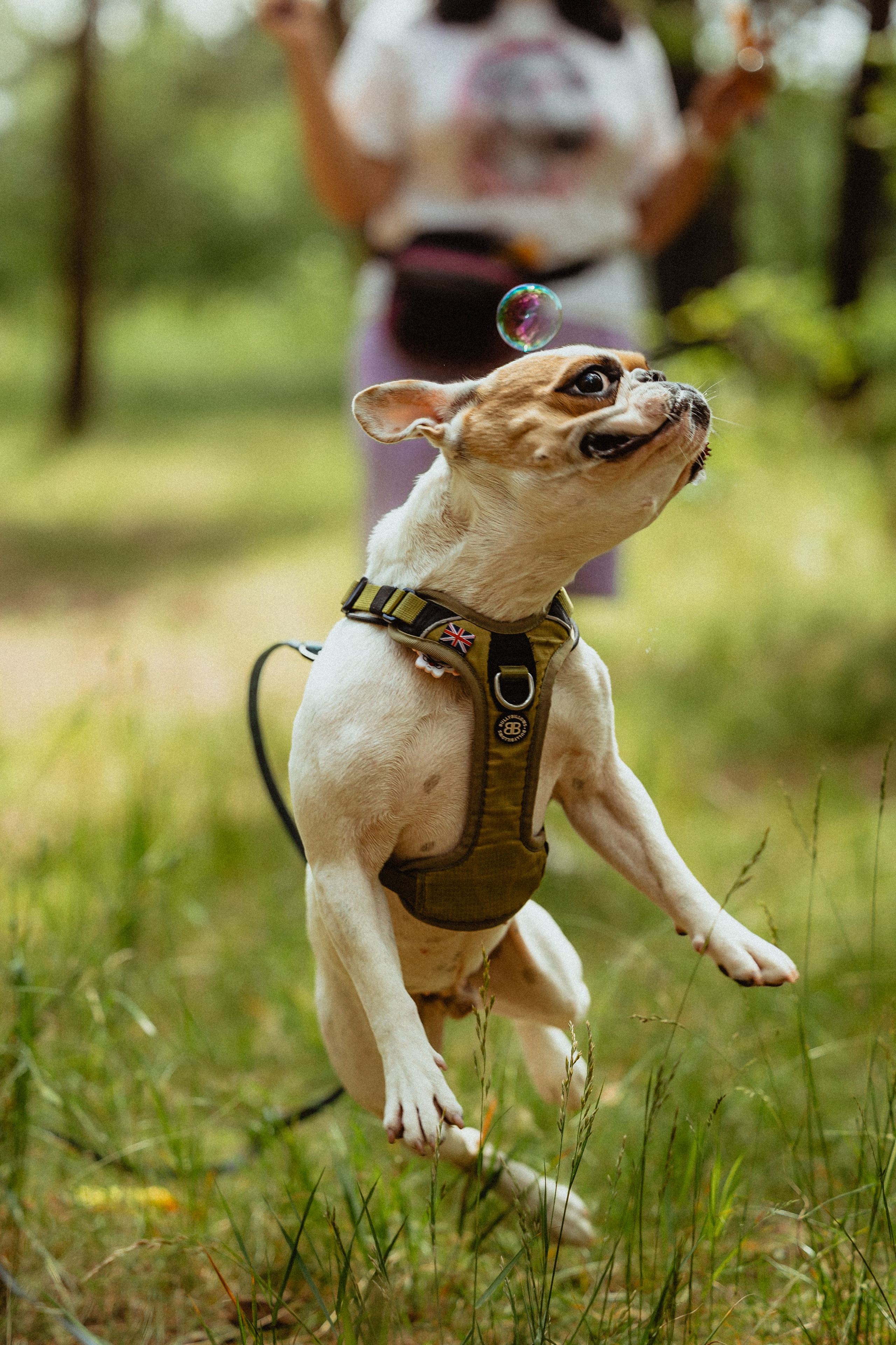 Выездной дог-тренинг от школы «Шерсть имею»