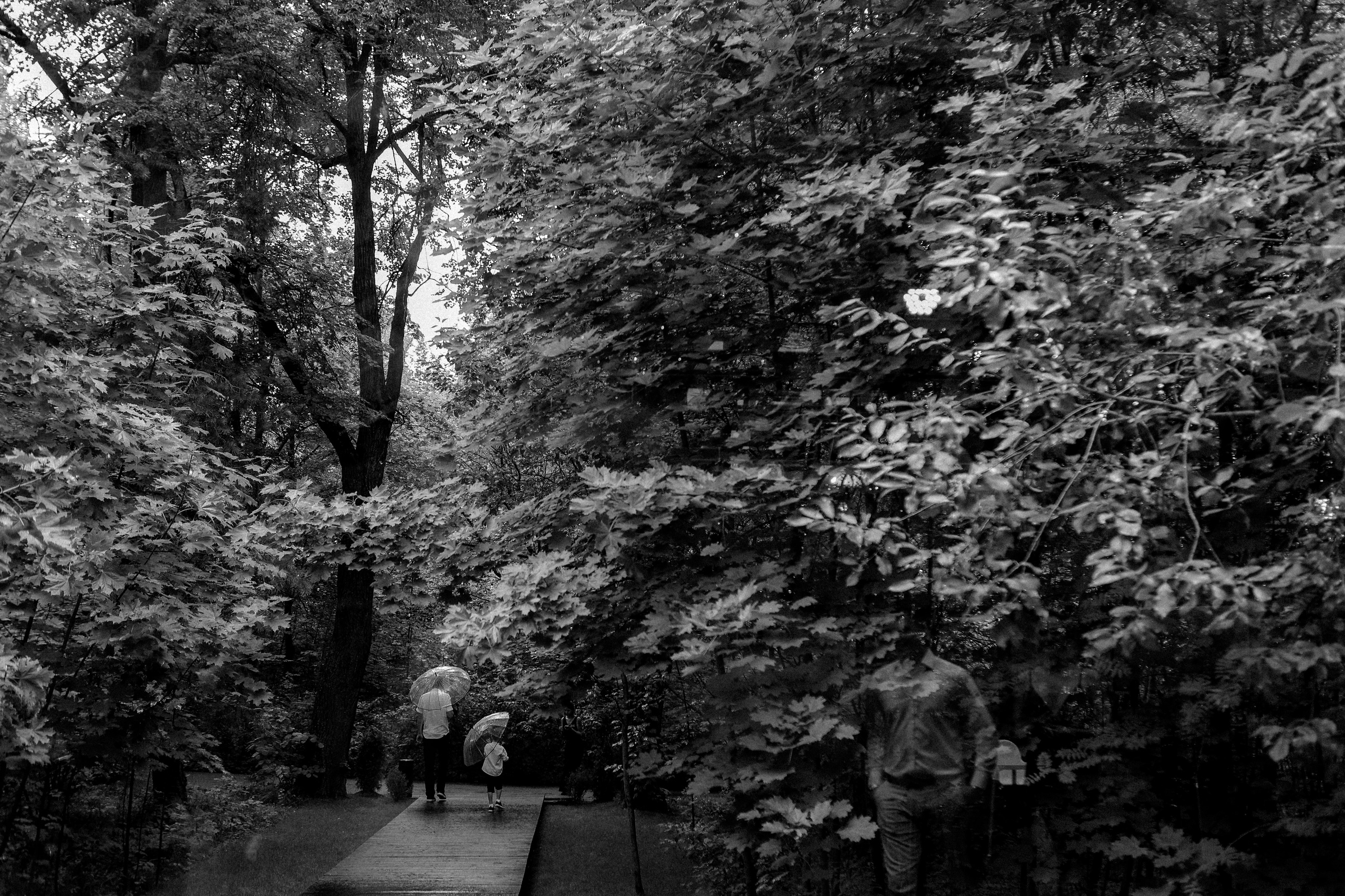 Forest dew reportage. Свадебный фотограф FOTOKEYT