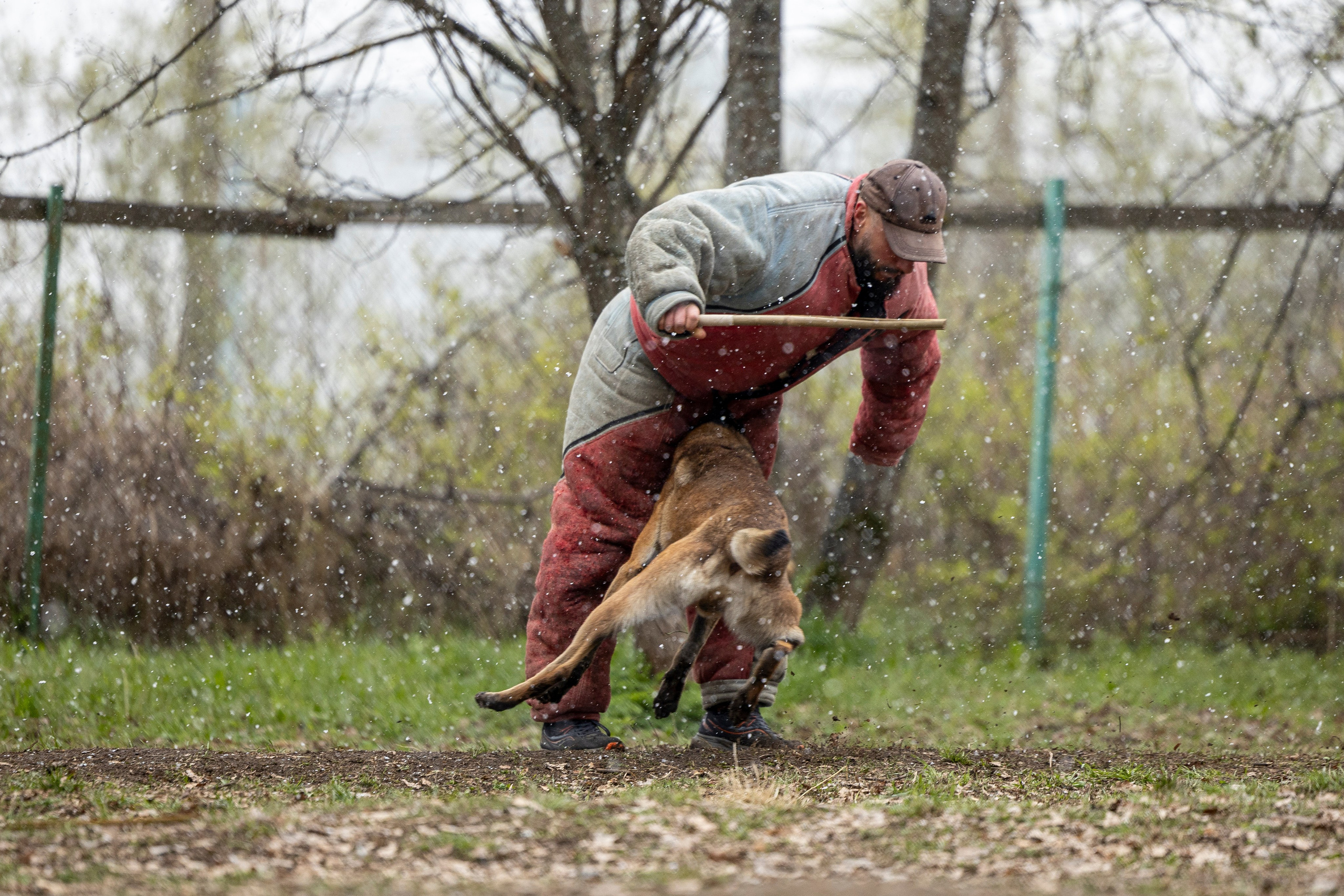 Квалификационные состязания по мондьорингу г. Вологда 11.05.24. Фотограф-анималист Анна Маринич