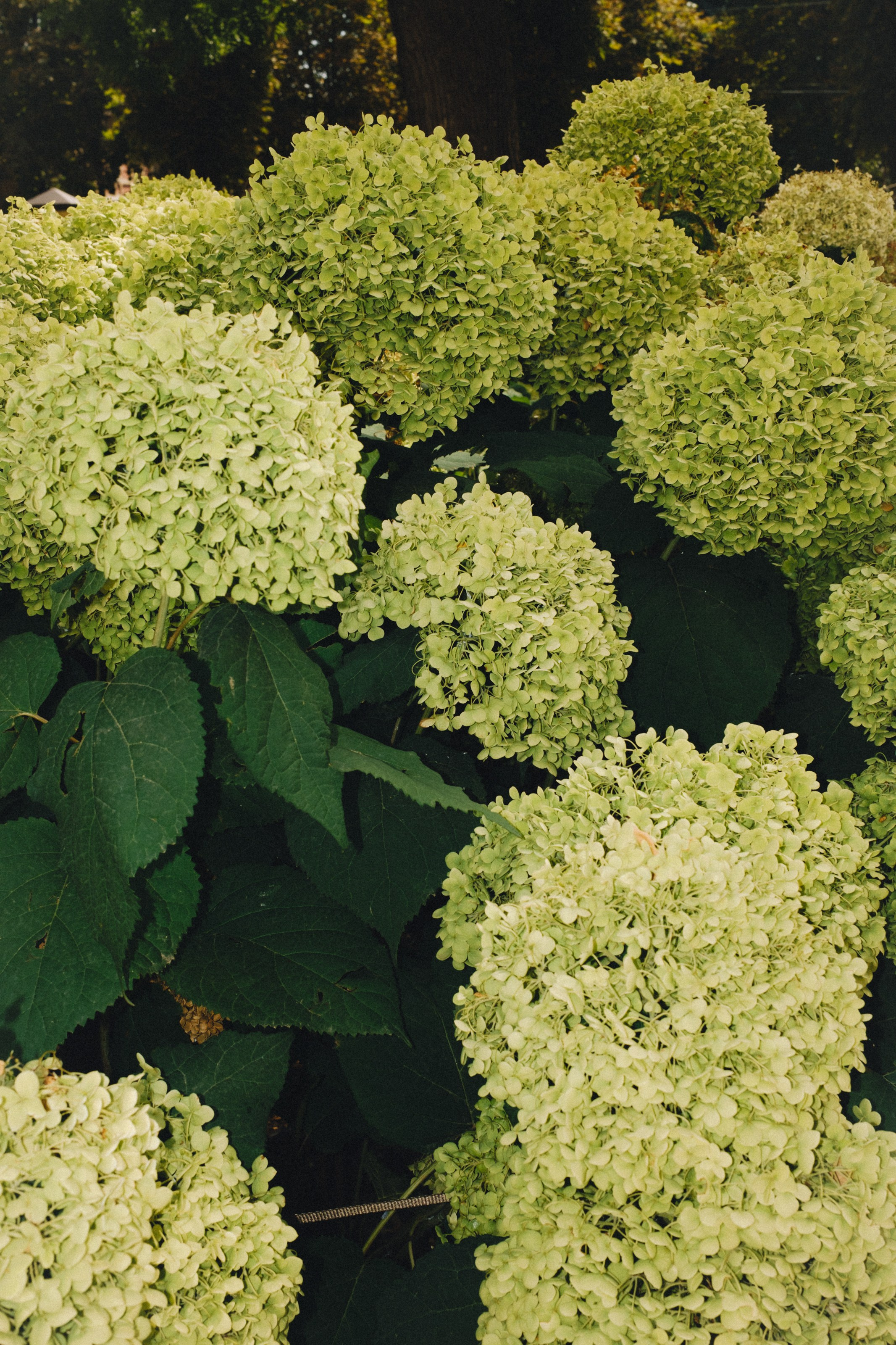 Влад и Ева. Свадебный фотограф в Ростове — на — Дону Александра Пивоварова