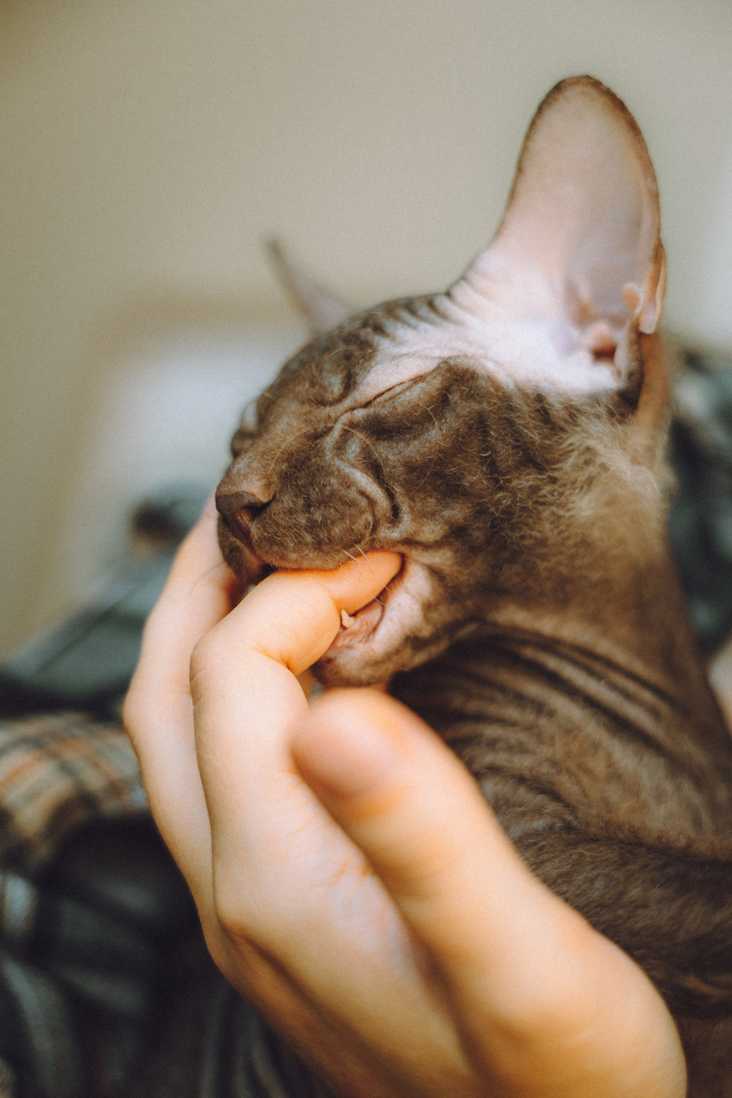 Кокос, Света, Динара и Вилли