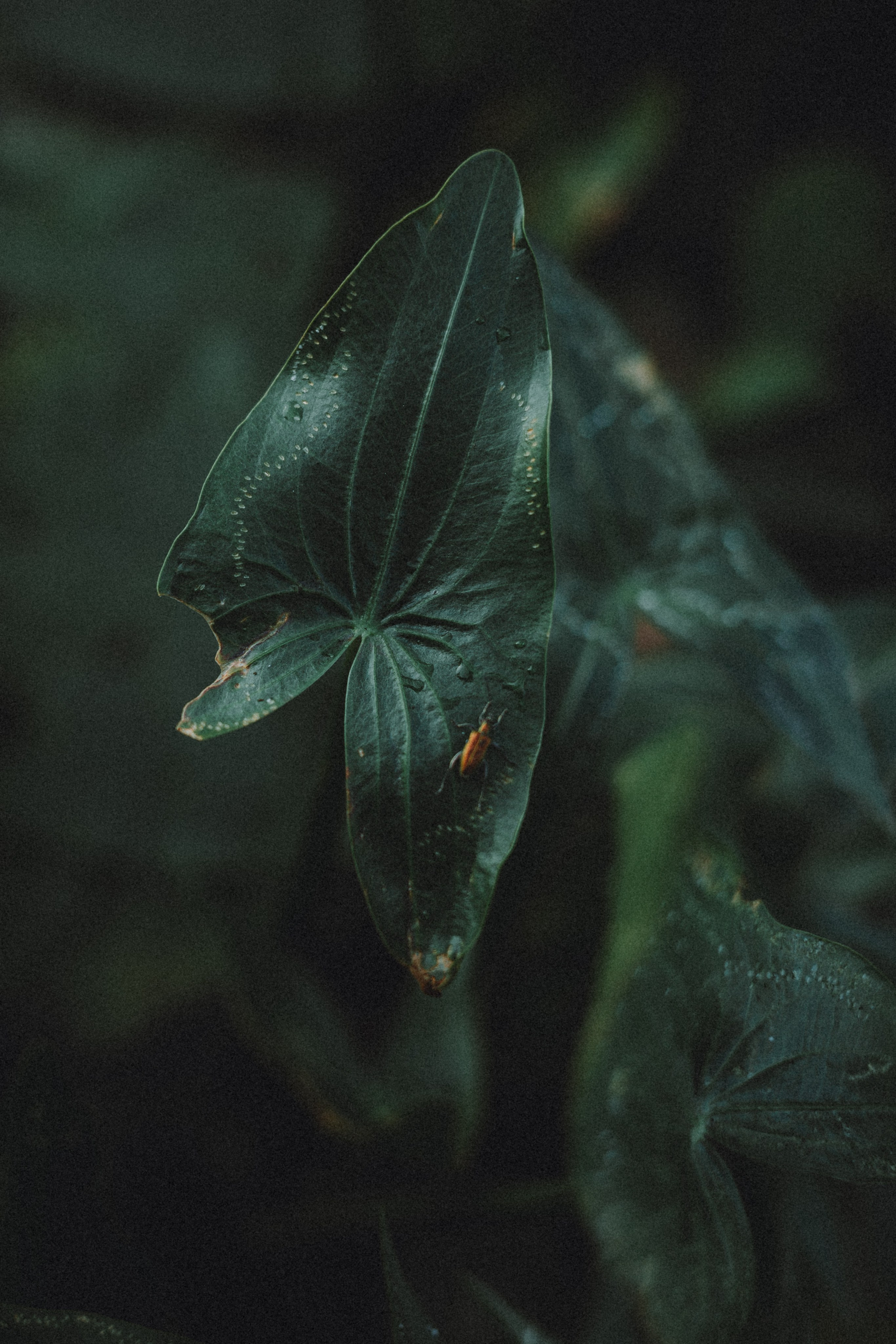 Маша и Джерри