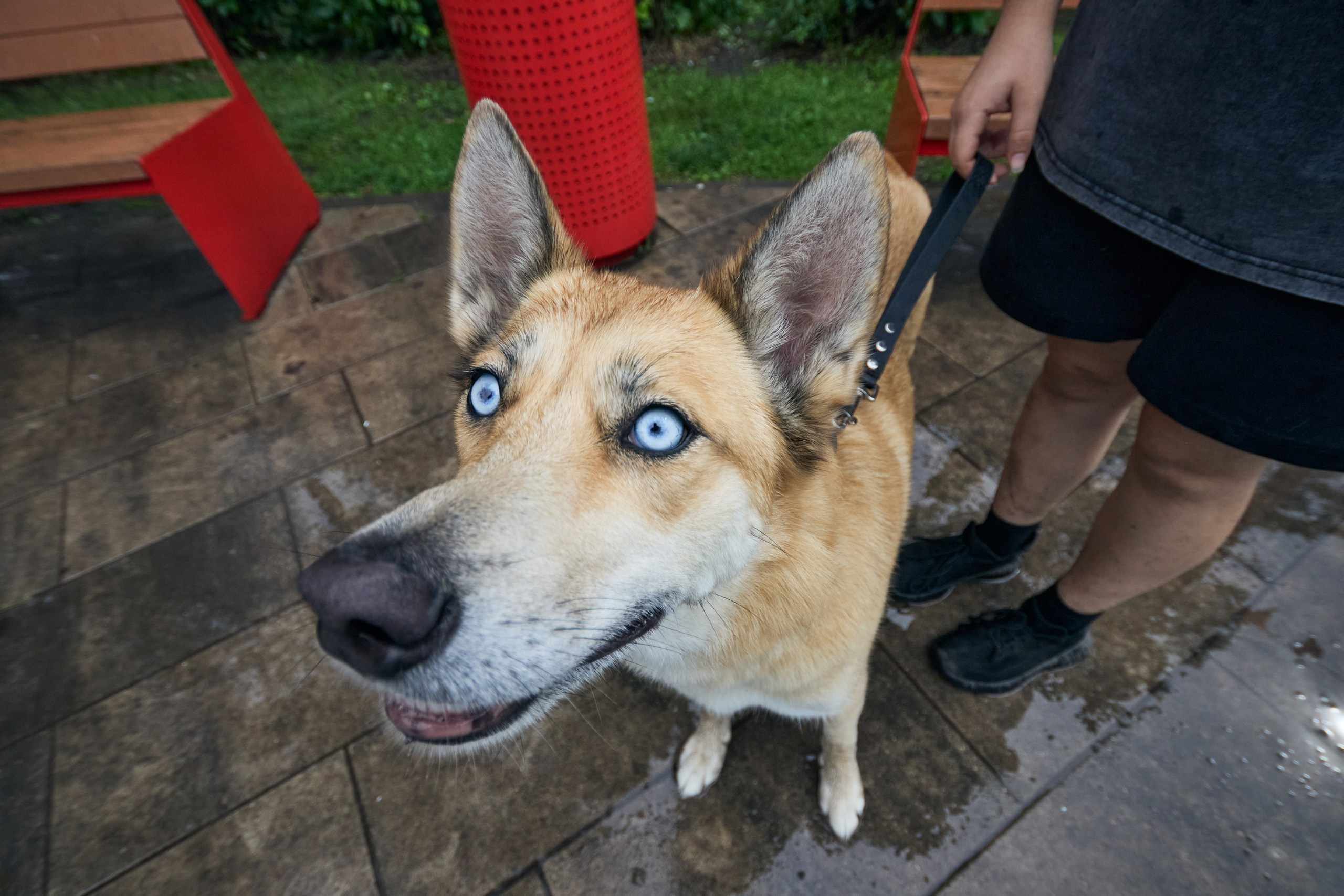Четыре Лапы. Свадебный и репортажный фотограф Дмитрий Кононенко