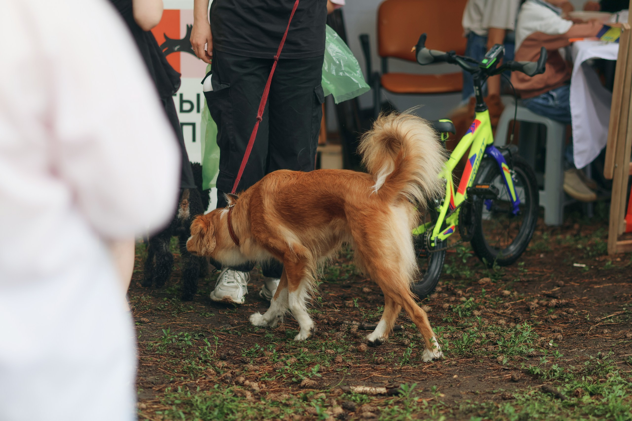 Четыре Лапы. Свадебный и репортажный фотограф Дмитрий Кононенко