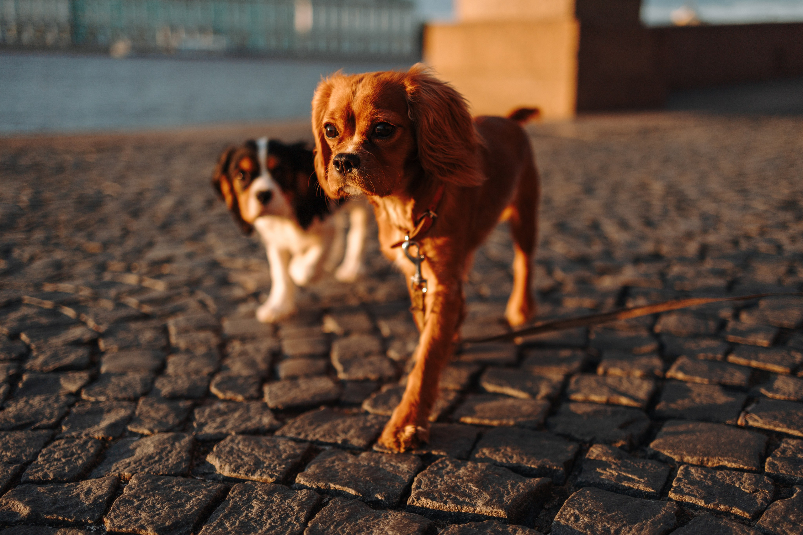 Аня, Стеша и Степан. Фотограф — Анималист | Санкт-Петербург