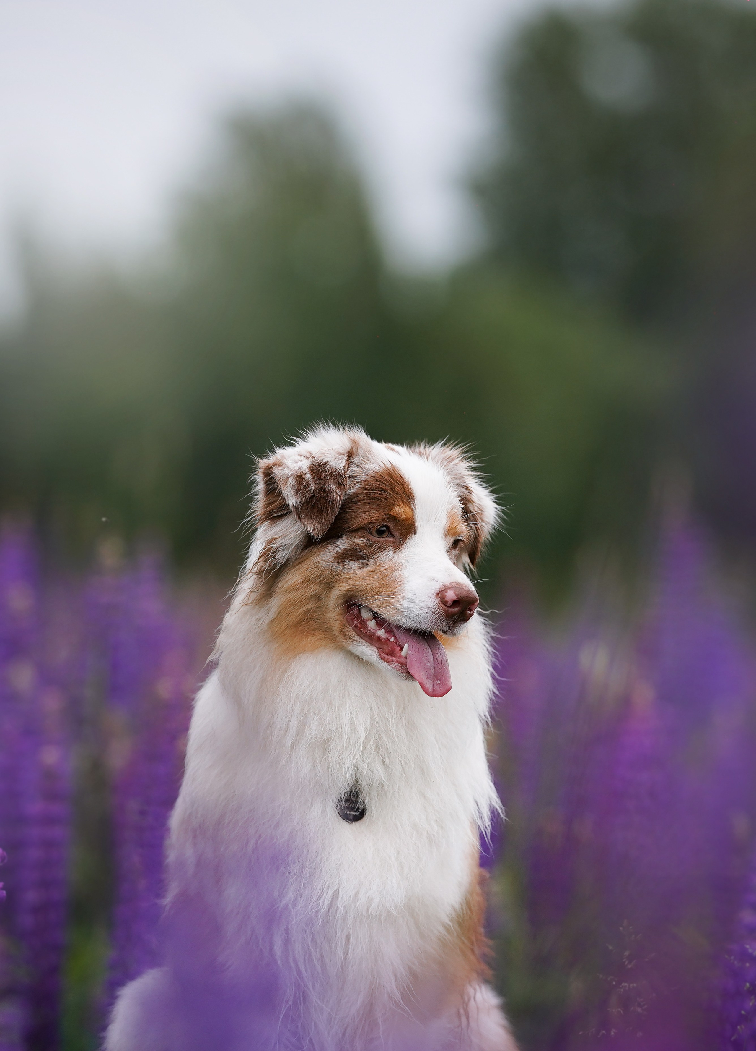 Аня Арчи и Панда в люпинах. Фотограф-анималист в Санкт-Петербурге Яна Мартынова