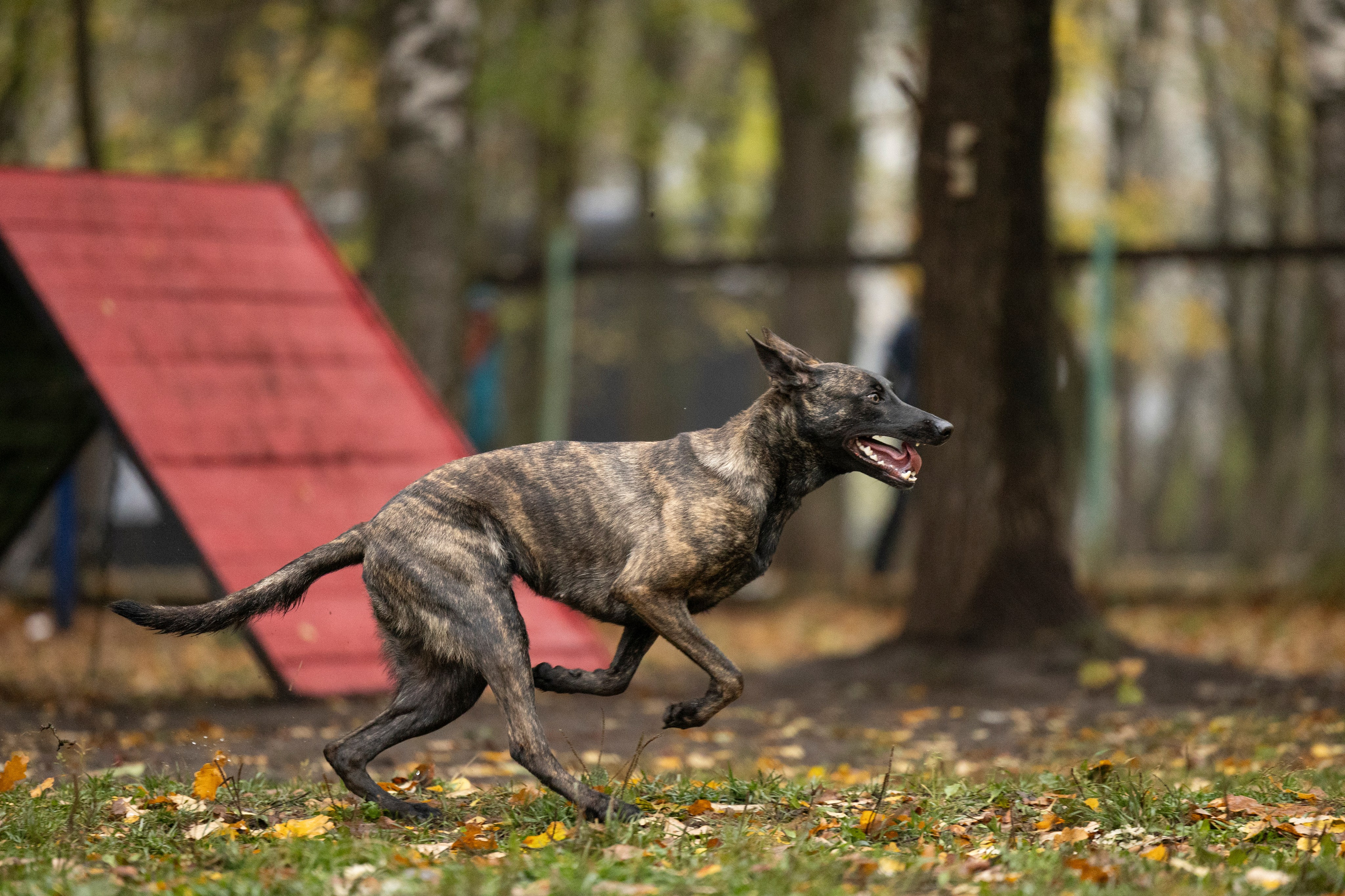 Соревнования по Мондьорингу г. Вологда. Фотограф-анималист Анна Маринич