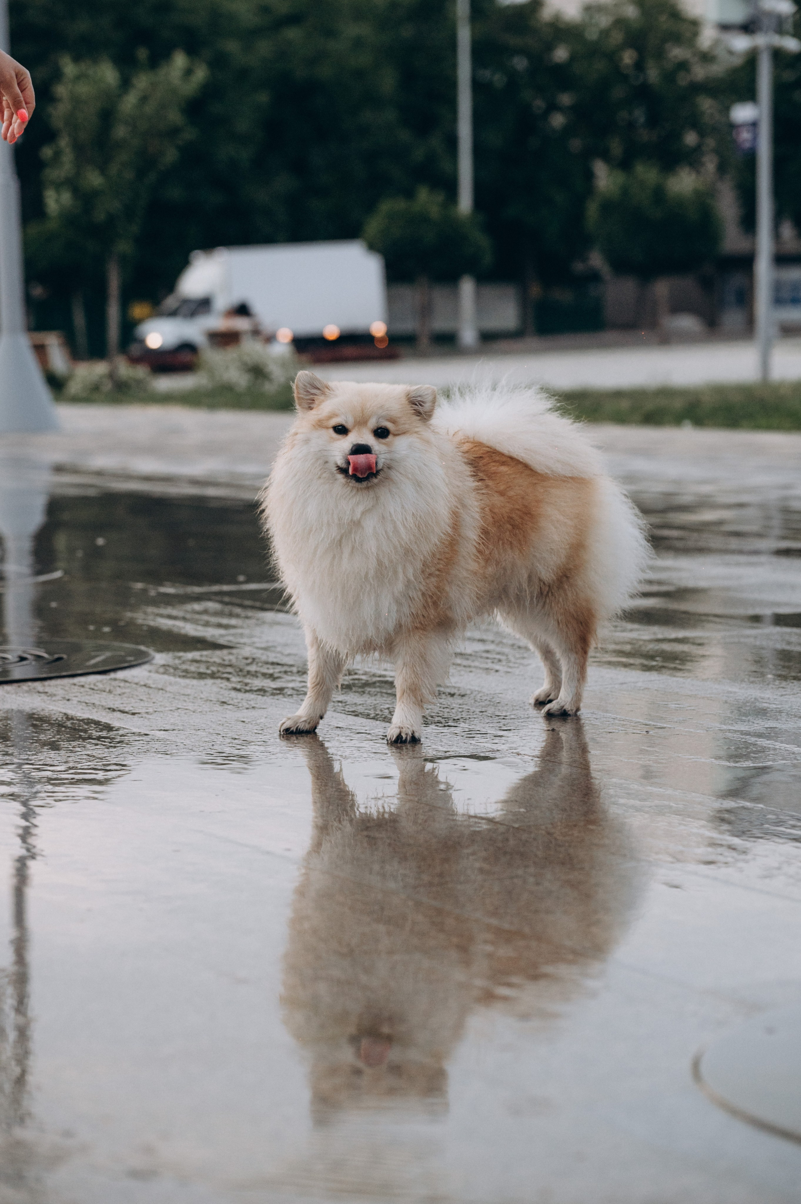 Любовь к животным. Мариуполь фото. Фотограф Мариуполь.Индивидуальные съёмки. Детские, семейные, коммерческие
