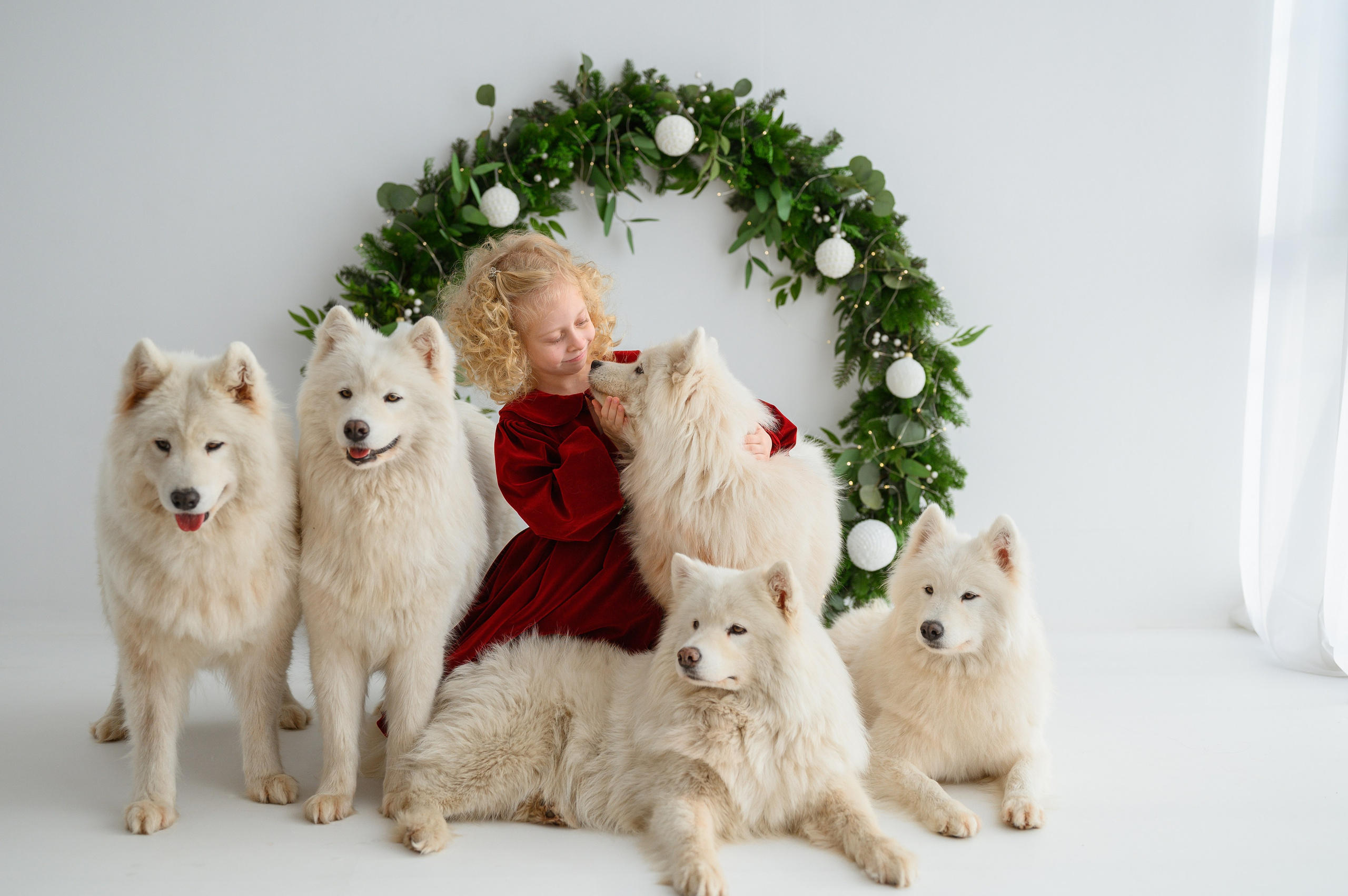 Лизонька и самоеды. Детский и семейный фотограф Ирина Гладких