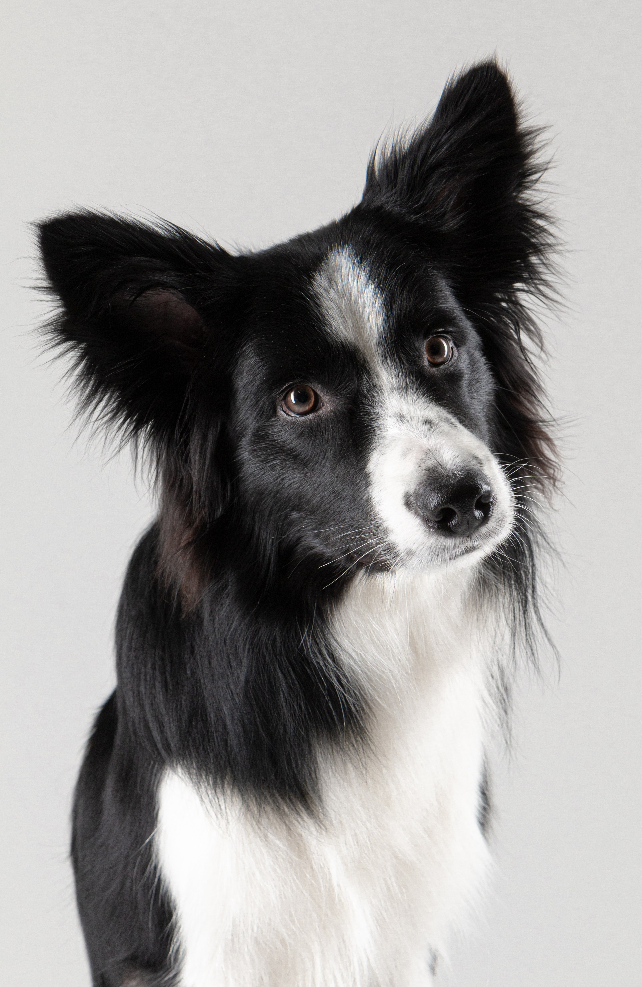 Фотосъёмка животных. Предметный и репортажный фотограф Алексей Кротов