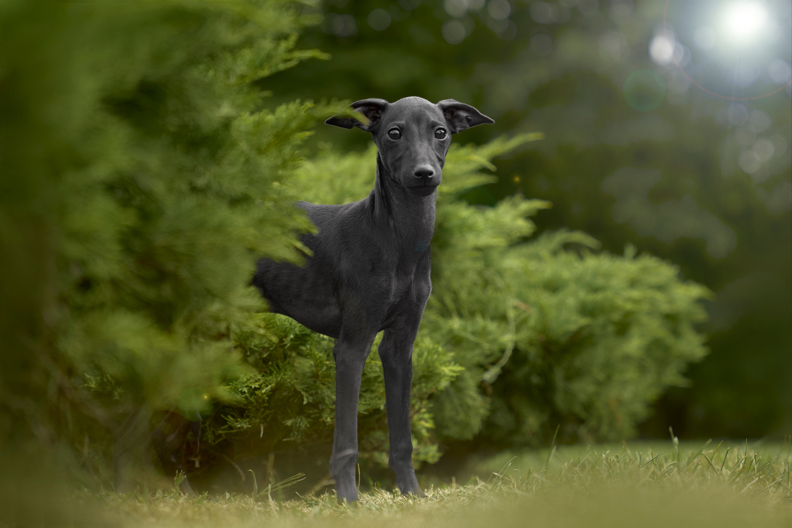 Макар и Анна