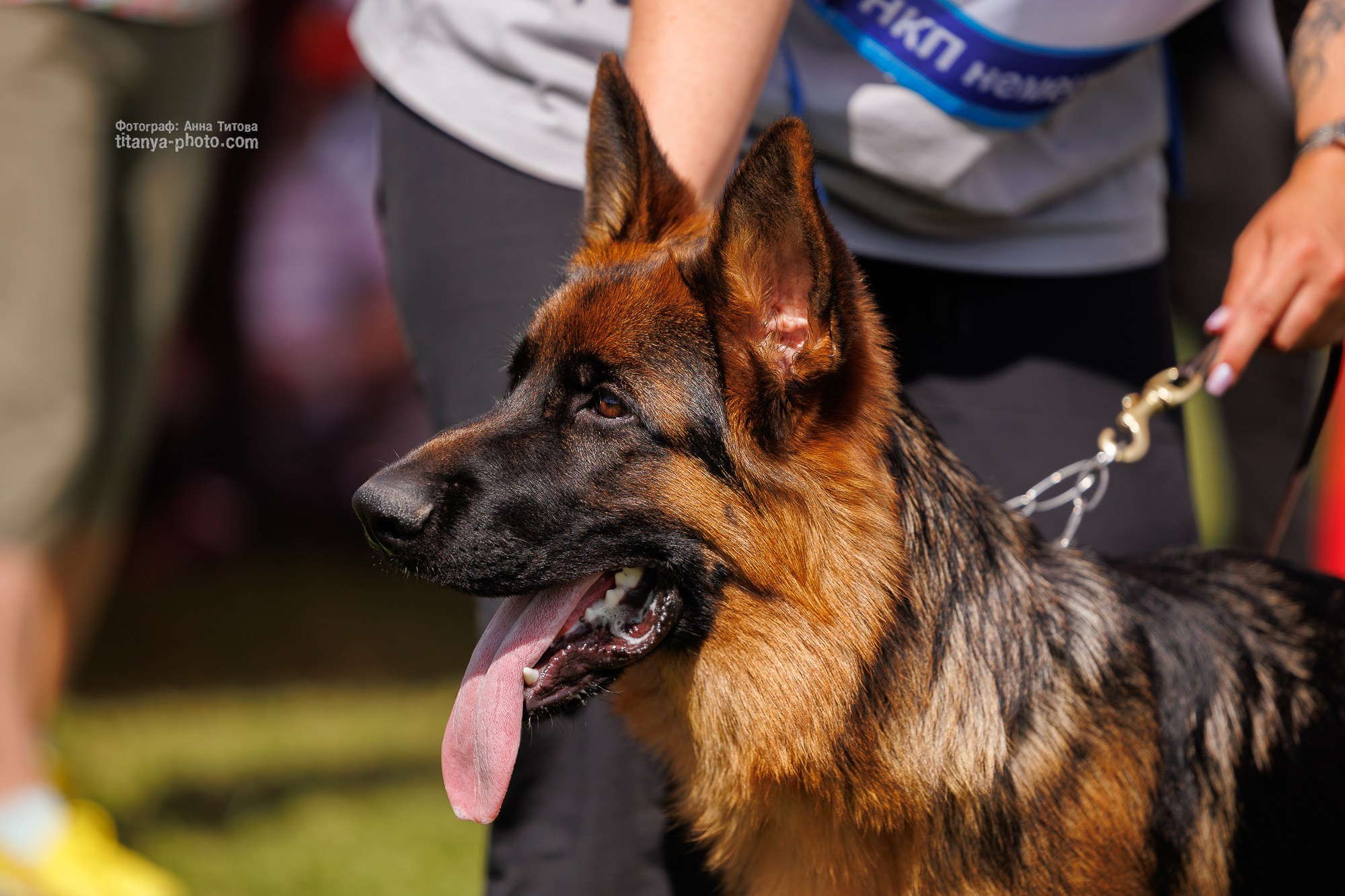 Немецкие овчарки: фото из рингов и вне ринга, мутпроба (фотографии с выставок). Фотограф собак, фотограф-анималист Аня Титова (Titanya). Москва