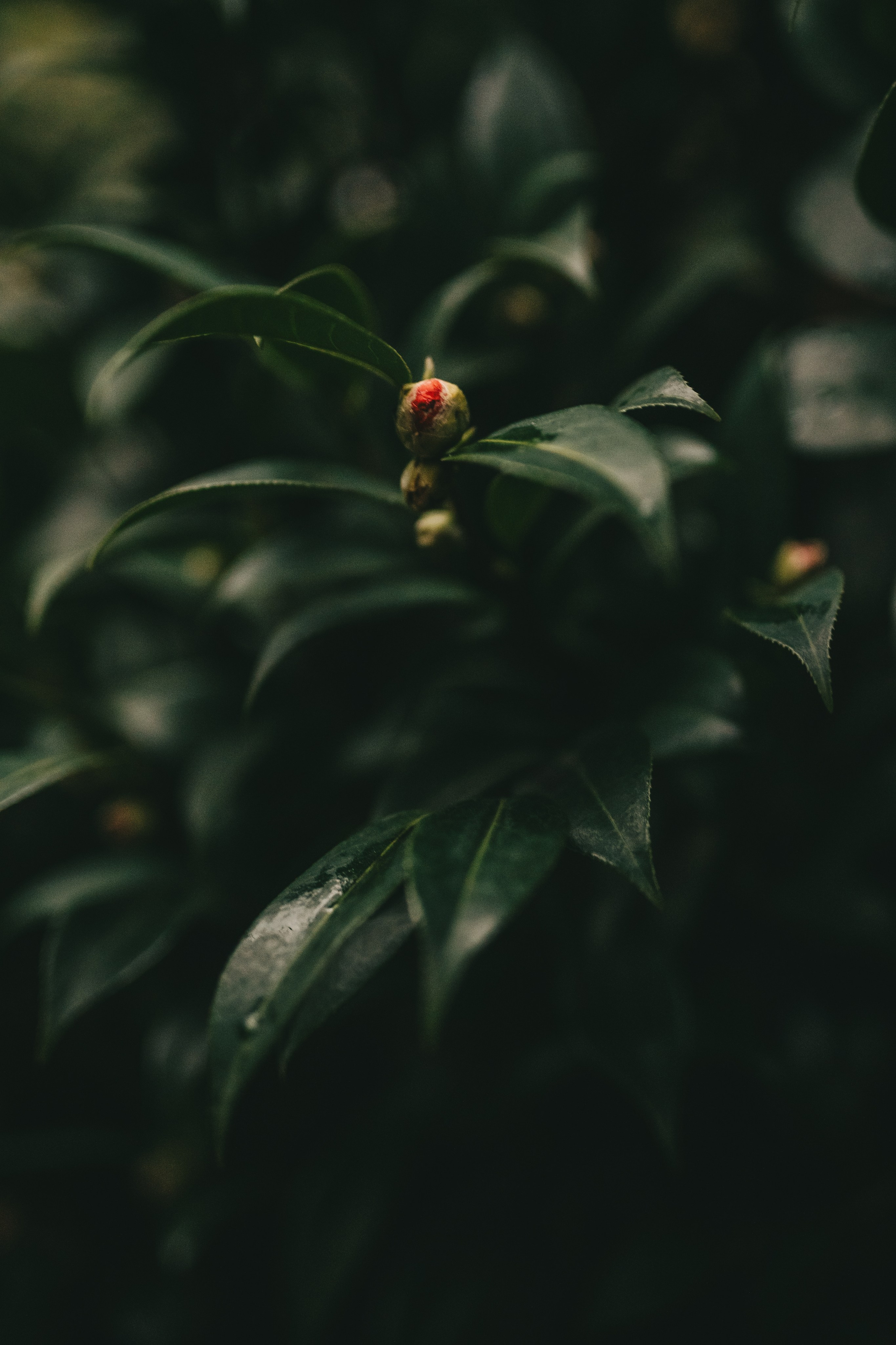 Портретная фотосессия в оранжерее. Портретный и семейный фотограф во Владивостоке Светлана Мухильченко