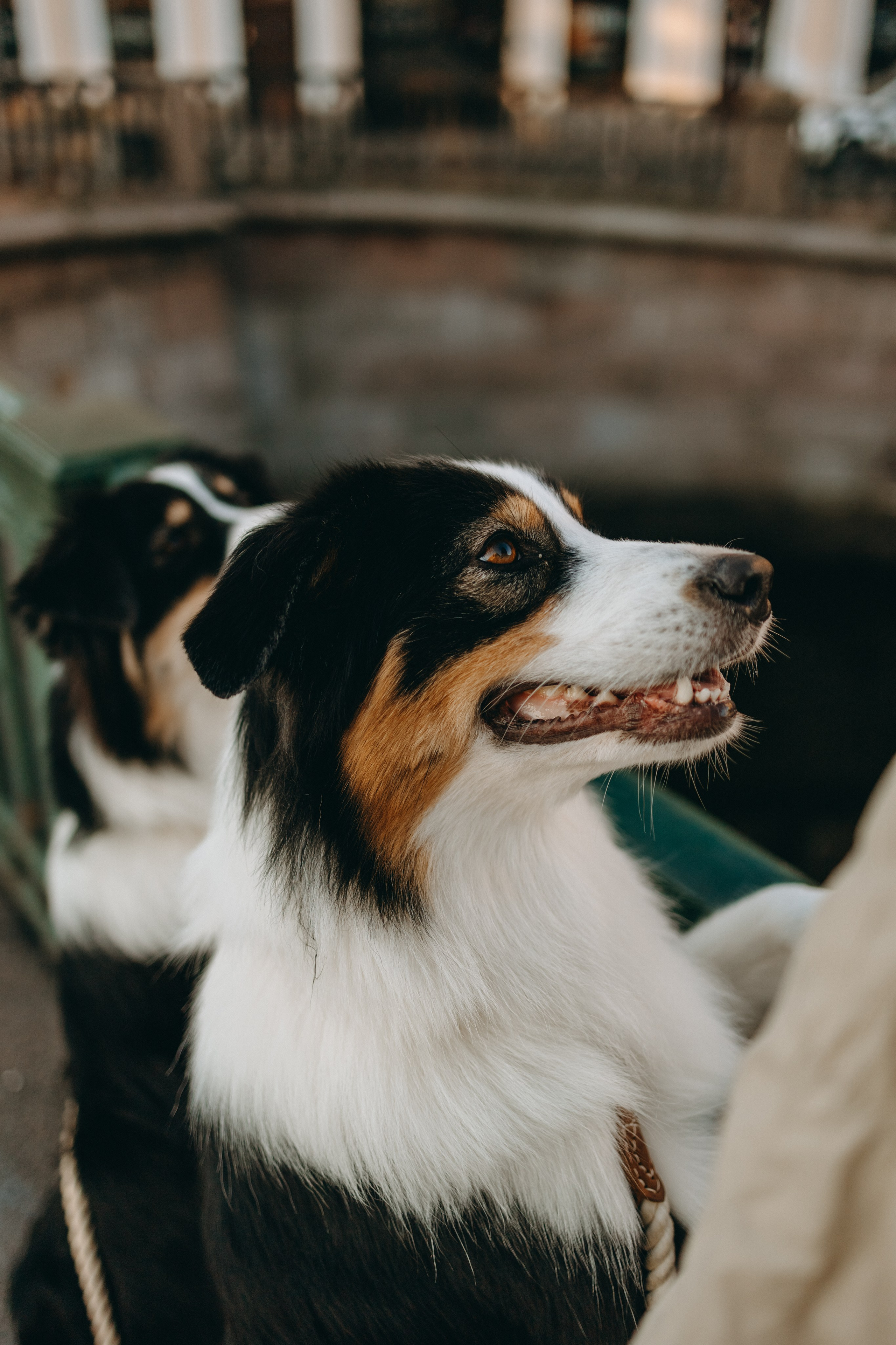Катя и ее девочки. Фотограф — Анималист | Санкт-Петербург