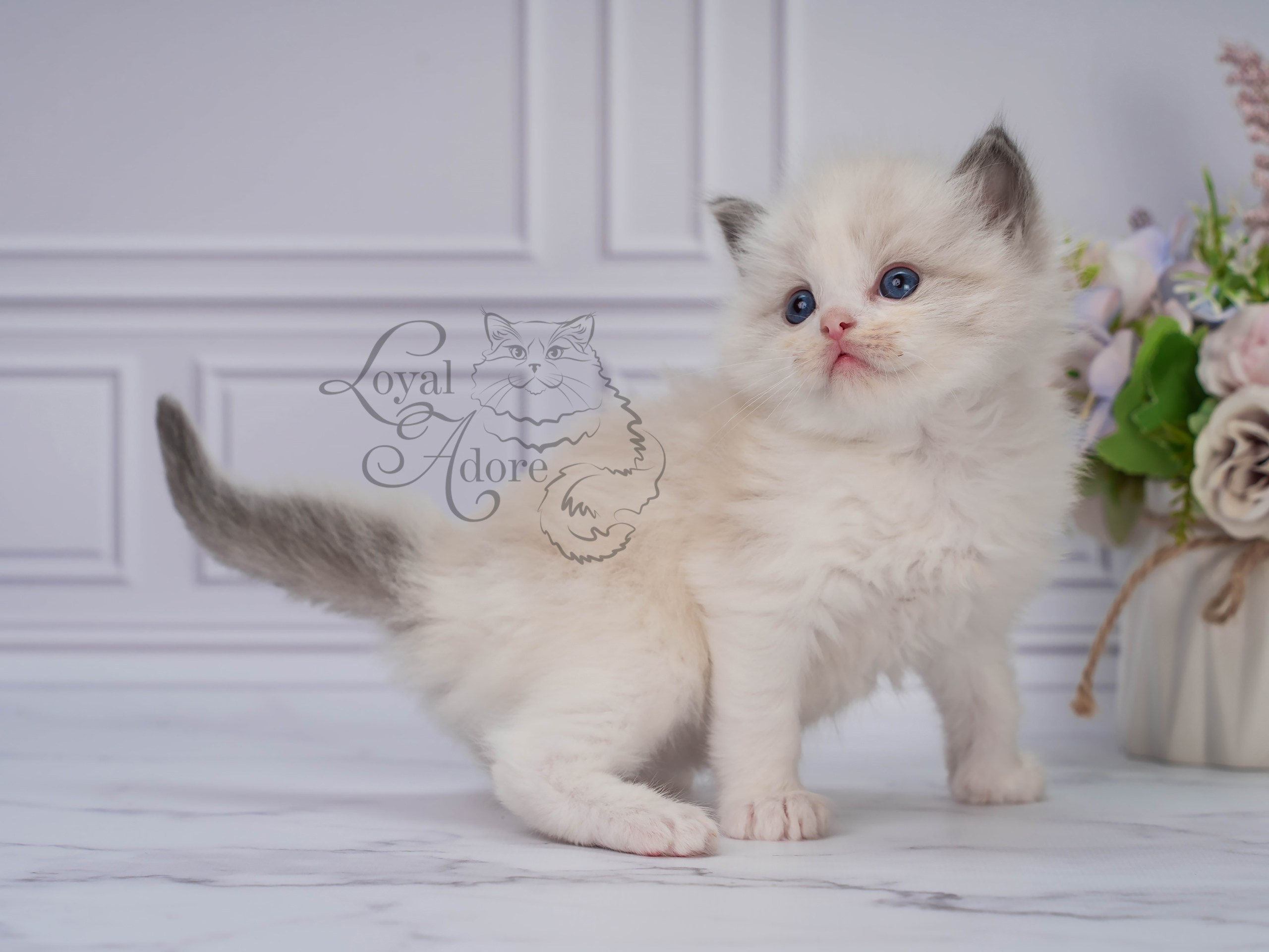 Котята рэгдолл от Loyal Adore. Питомник рэгдолл Loyal Adore