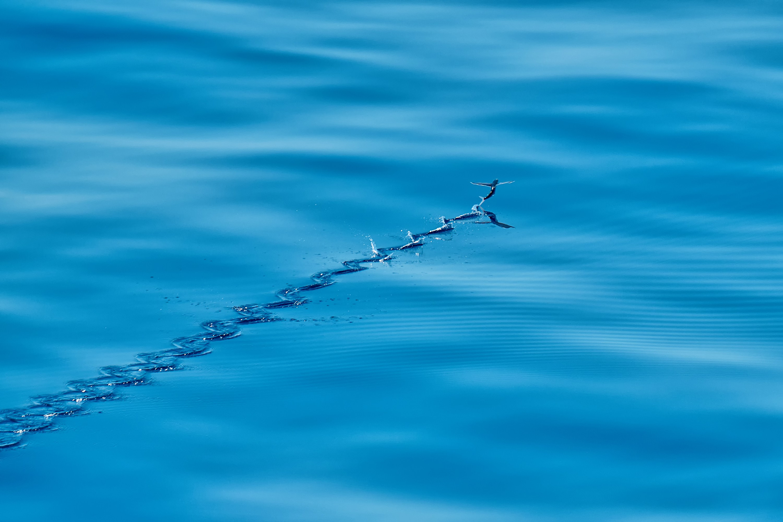 Фотографии животных. Яркие фото на Чёрном море