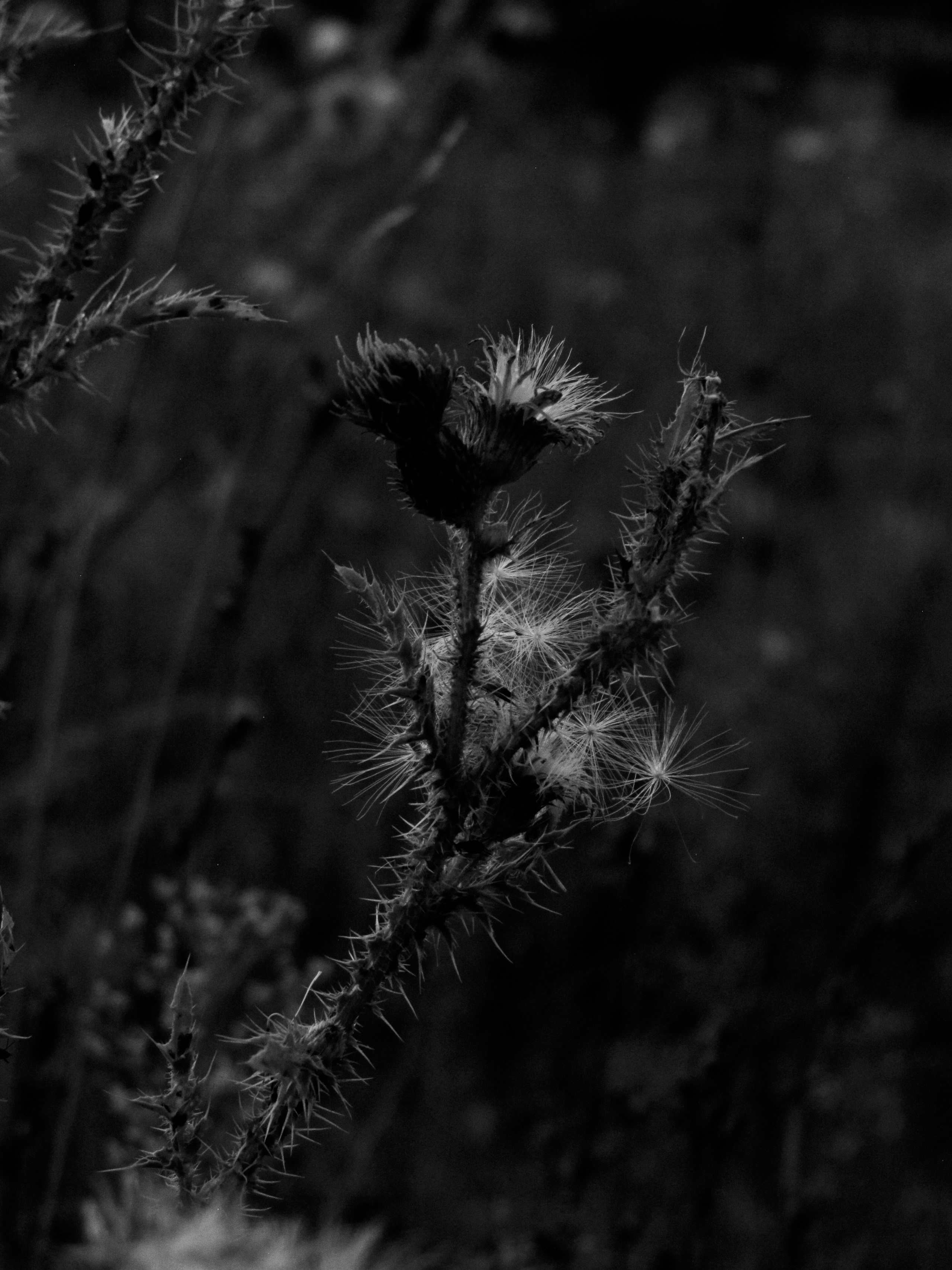 Kirill Alexandrovich. Фотограф в Туле и Тульской области