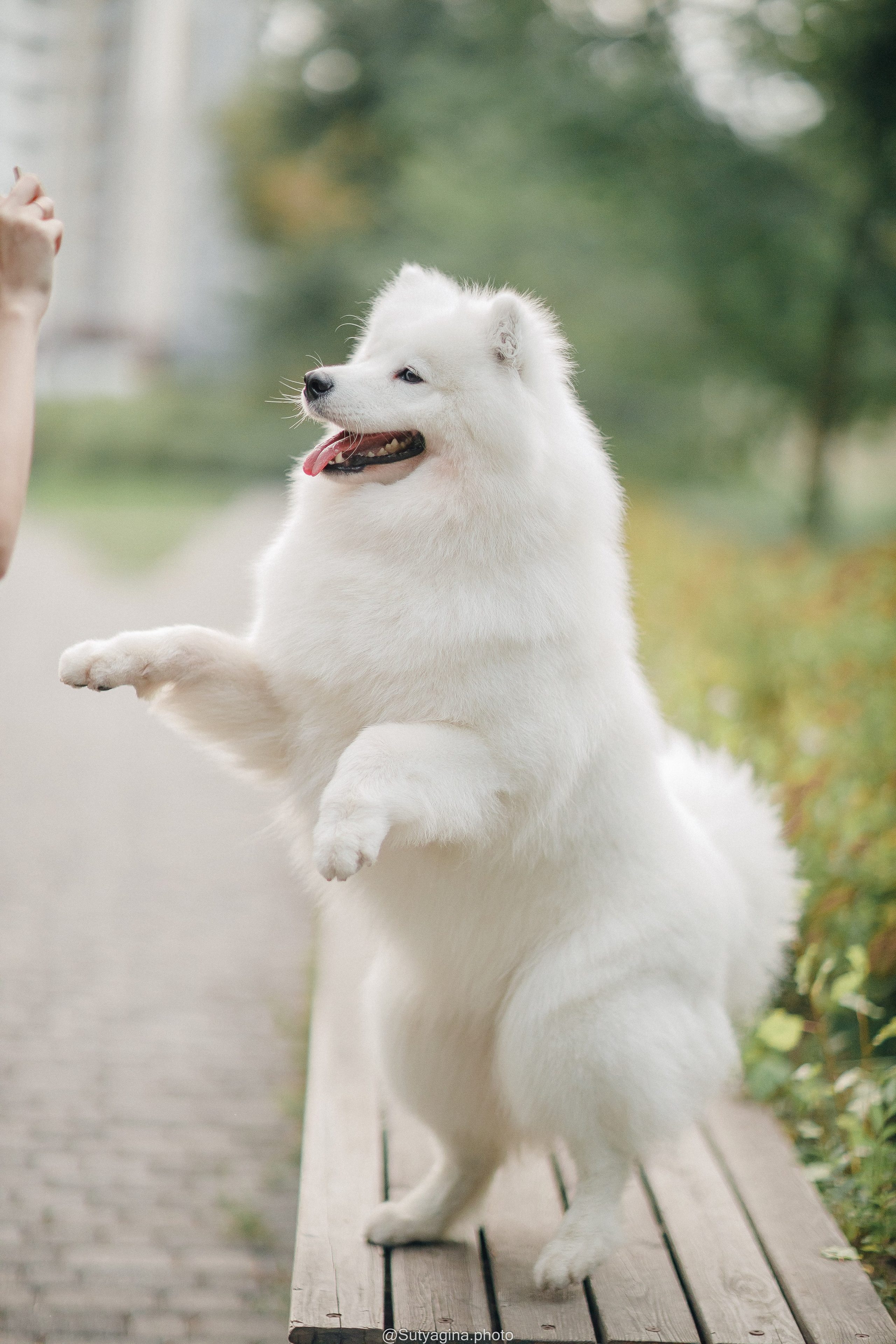 Самоед Рея. Свадебный и женский фотограф