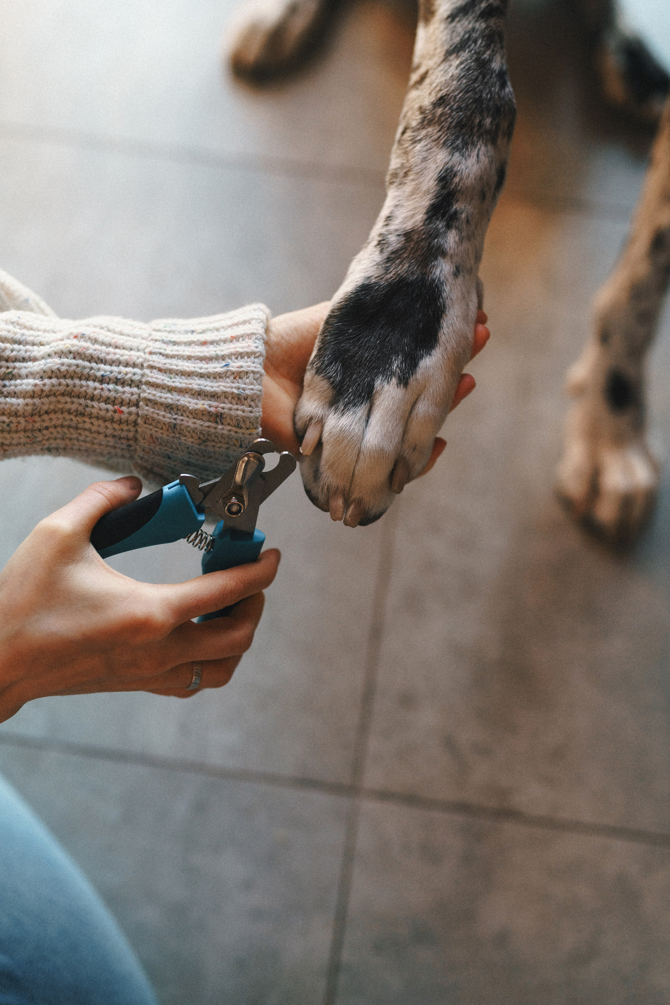 M-Pets. Фотограф анималист Осипчикова Мария