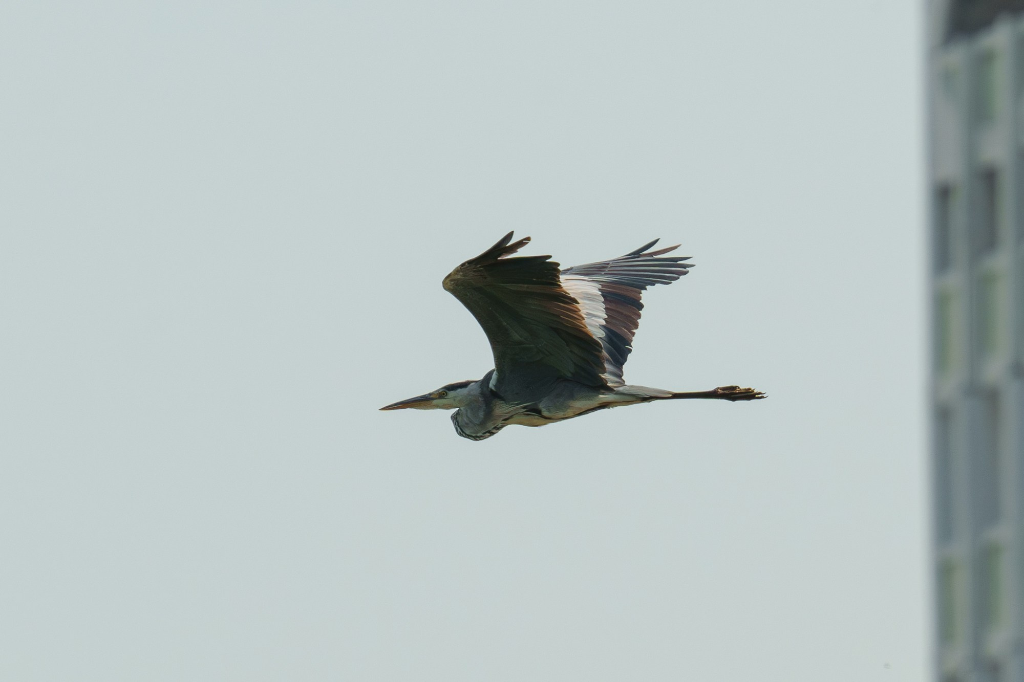 Удивительные мир птиц. Вокруг нас столько прекрасного — присмотритесь!. Ваш личный фотограф Марина Волкова